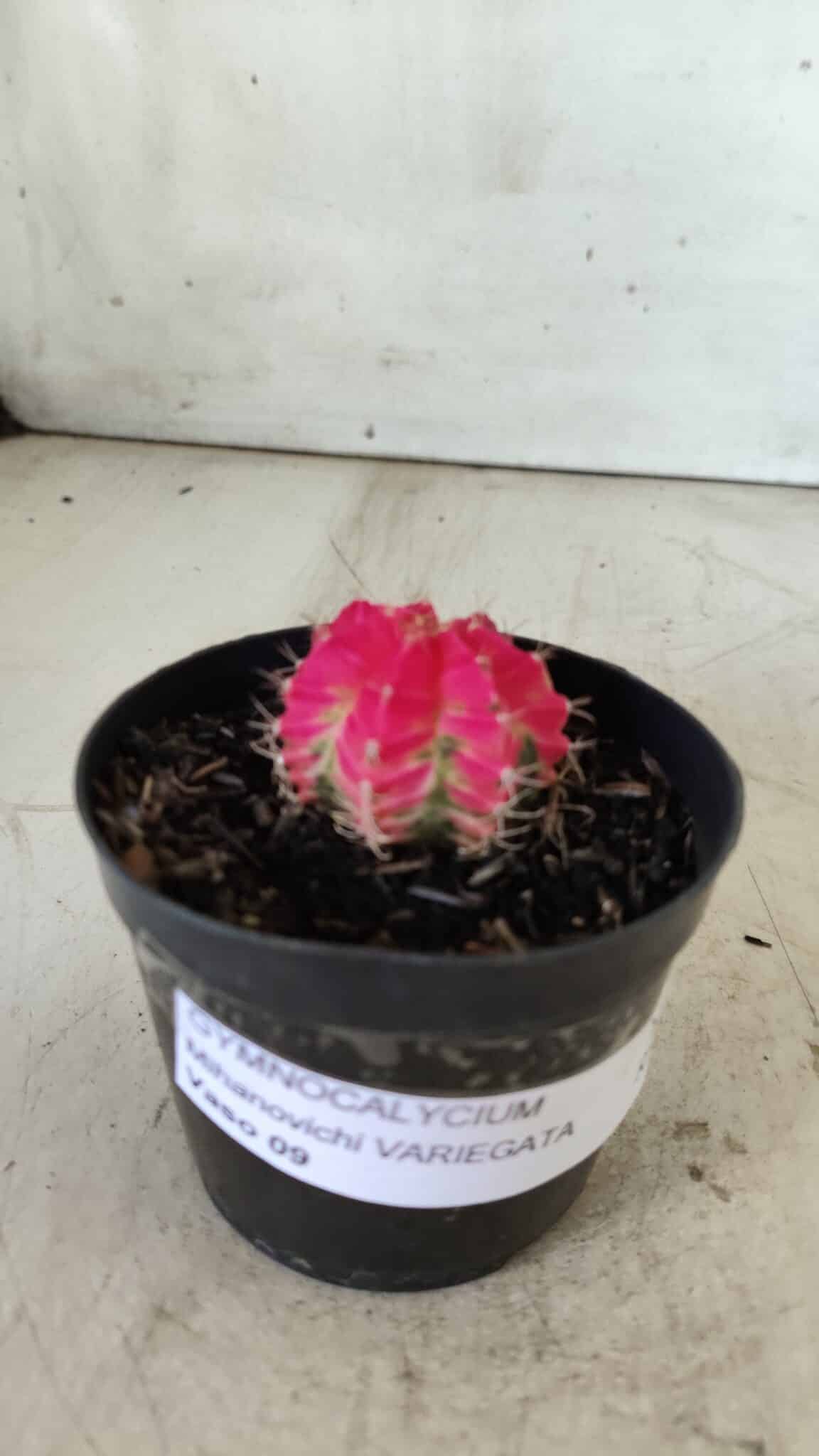 GYMNOCALYCIUM Mihanovichii Variegata Nº 485 – vaso 09