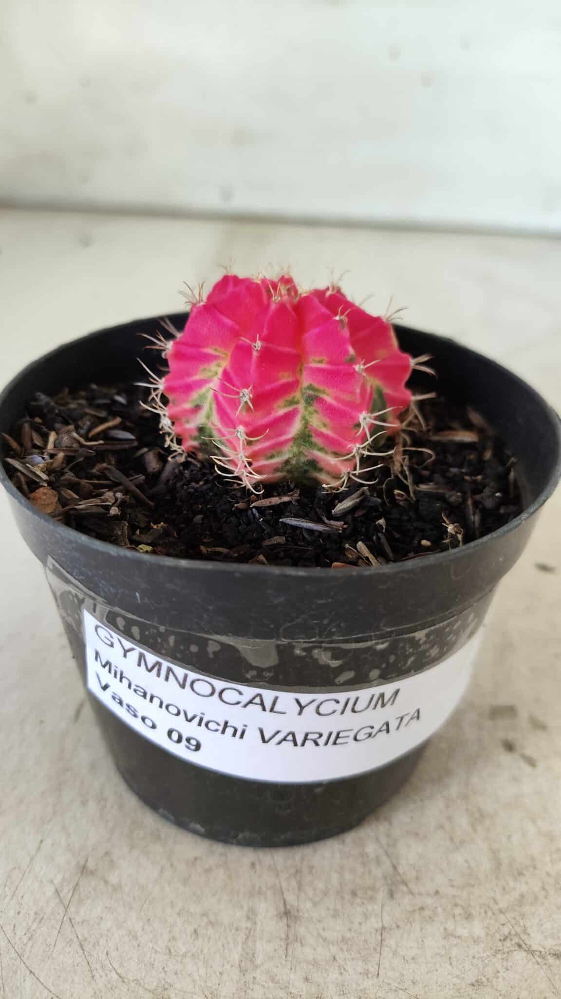 GYMNOCALYCIUM Mihanovichii Variegata Nº 485 – vaso 09