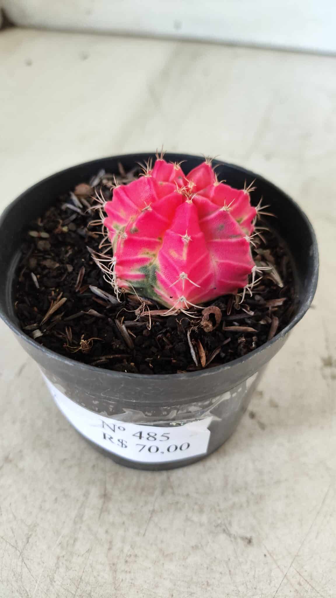 GYMNOCALYCIUM Mihanovichii Variegata Nº 485 – vaso 09