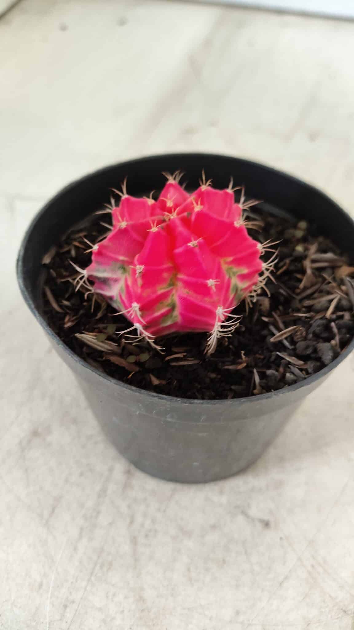GYMNOCALYCIUM Mihanovichii Variegata Nº 485 – vaso 09