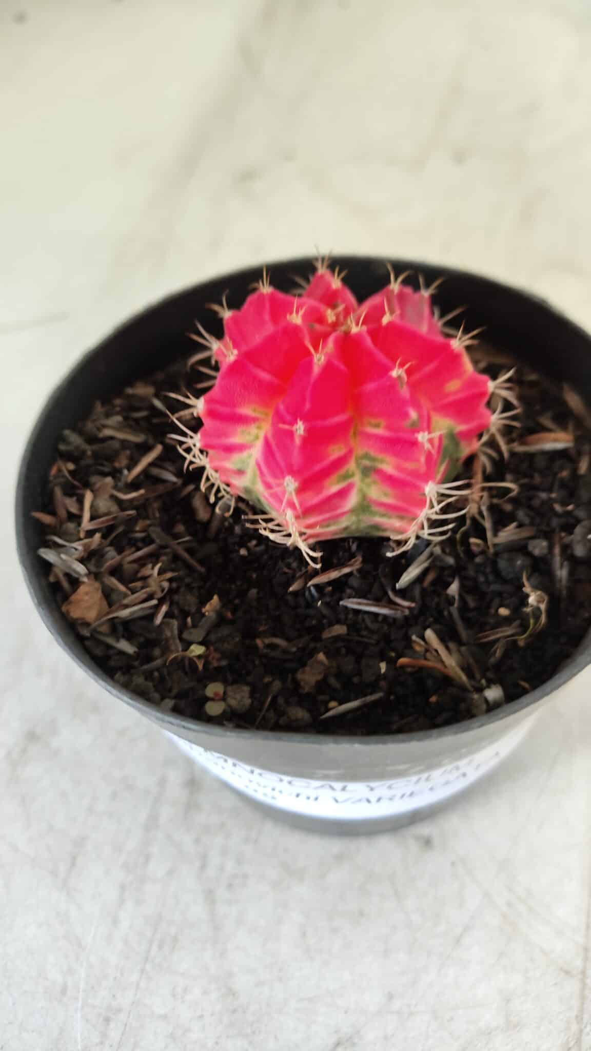 GYMNOCALYCIUM Mihanovichii Variegata Nº 485 – vaso 09