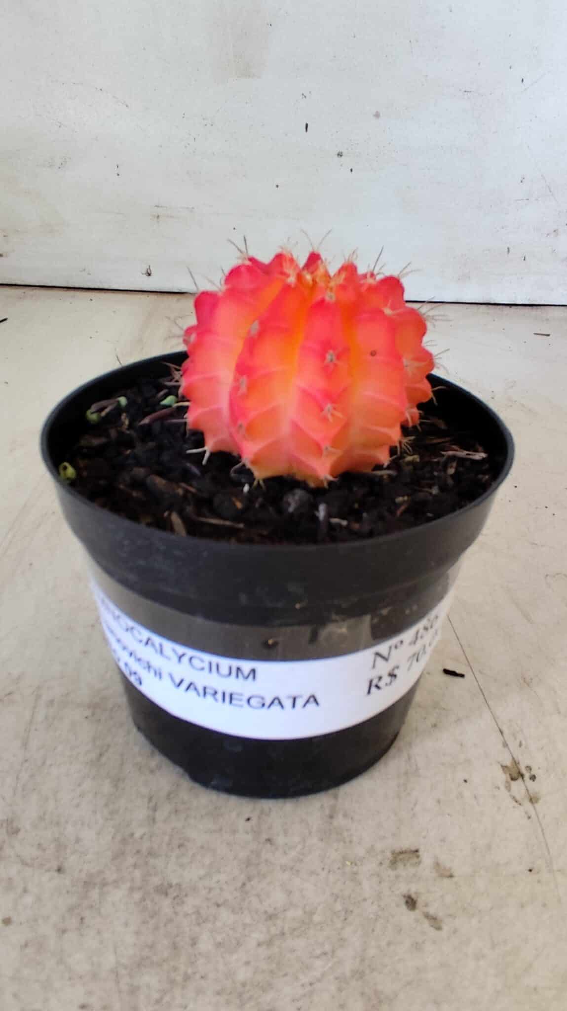 GYMNOCALYCIUM Mihanovichii Variegata Nº 486 – vaso 09