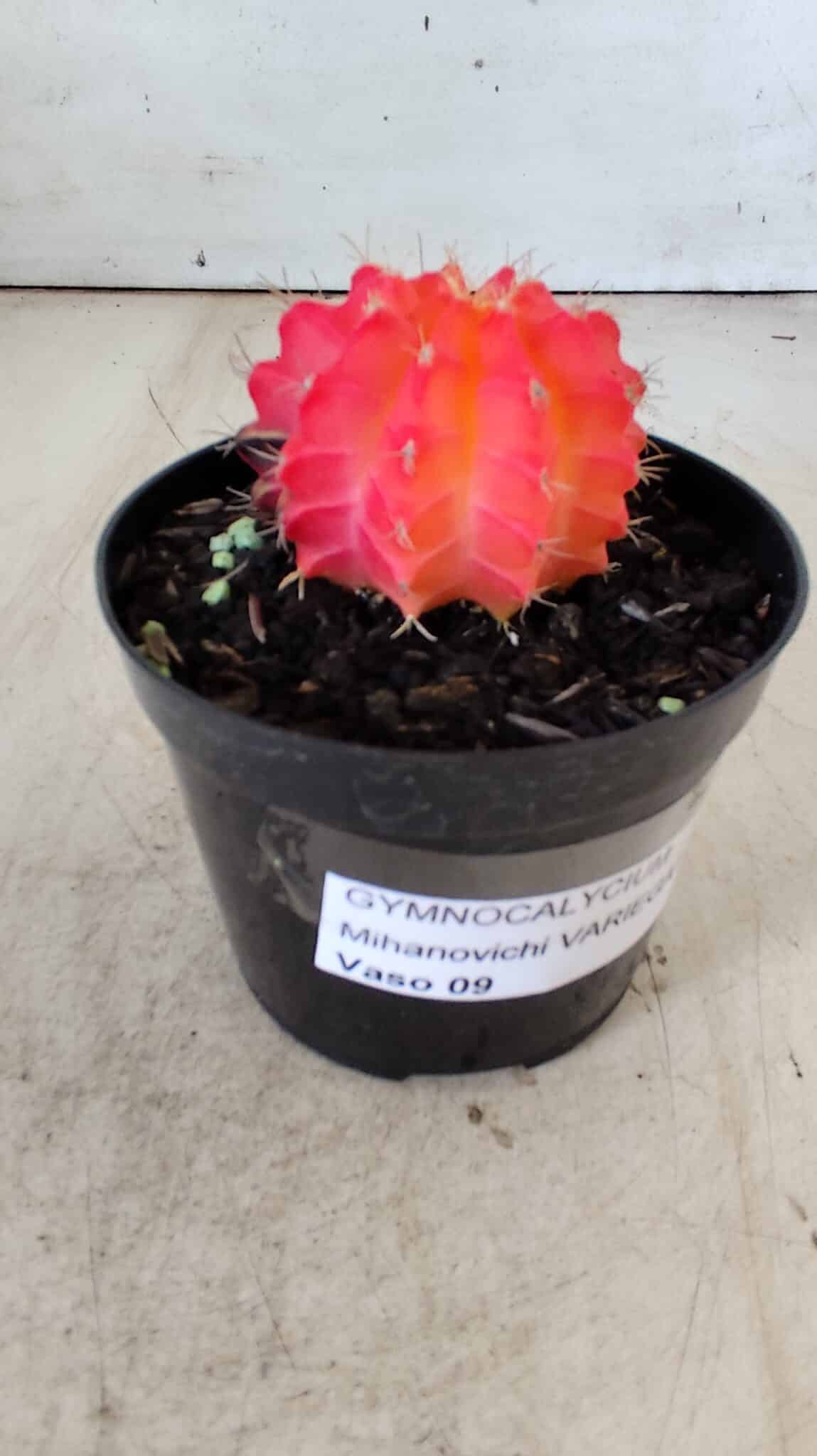 GYMNOCALYCIUM Mihanovichii Variegata Nº 486 – vaso 09