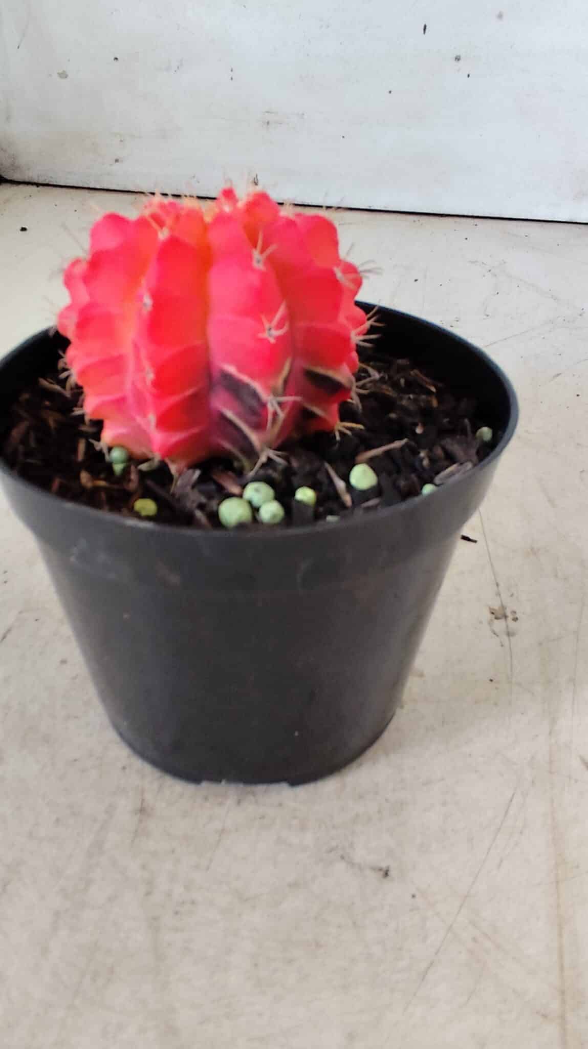 GYMNOCALYCIUM Mihanovichii Variegata Nº 486 – vaso 09