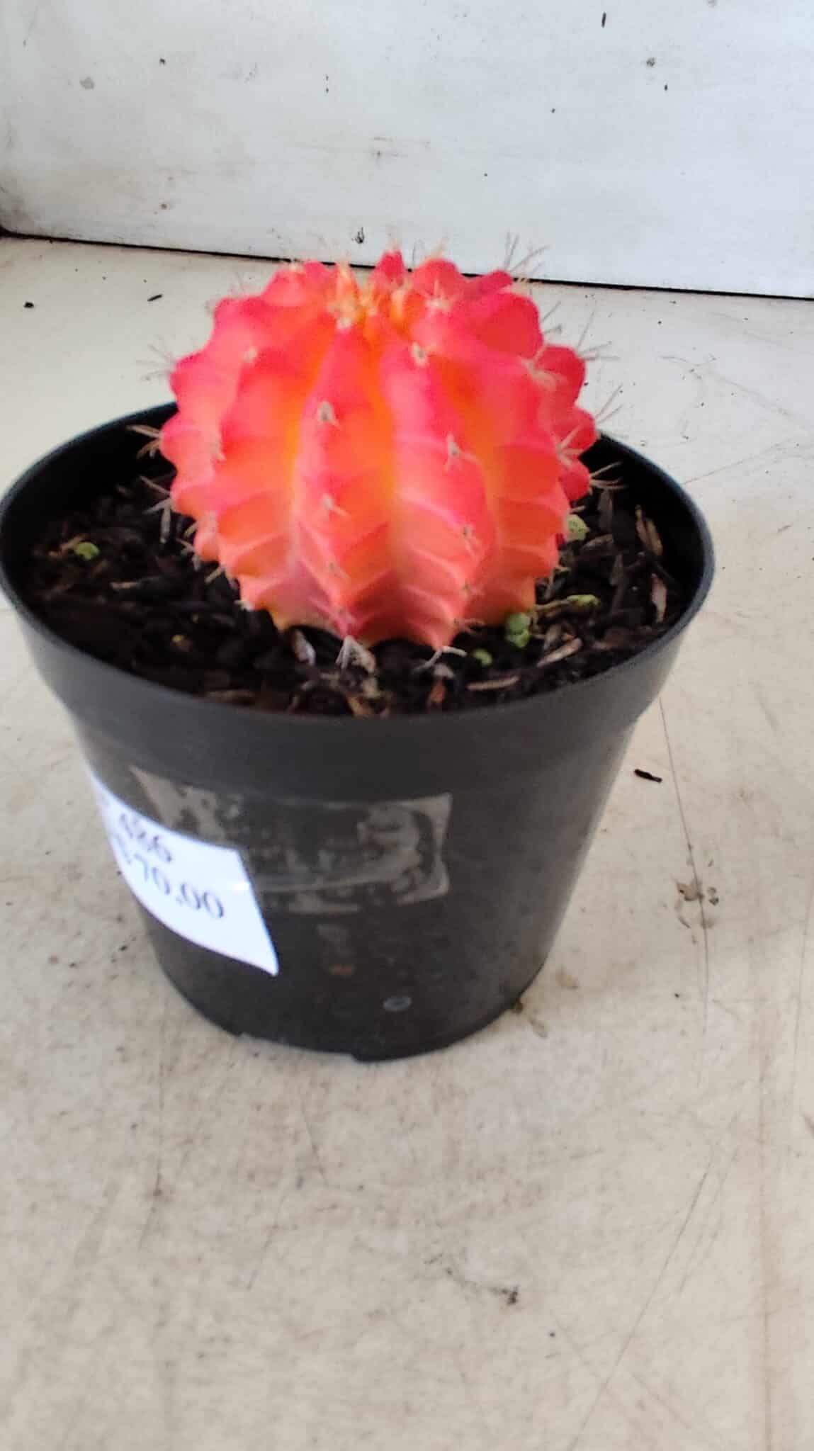 GYMNOCALYCIUM Mihanovichii Variegata Nº 486 – vaso 09