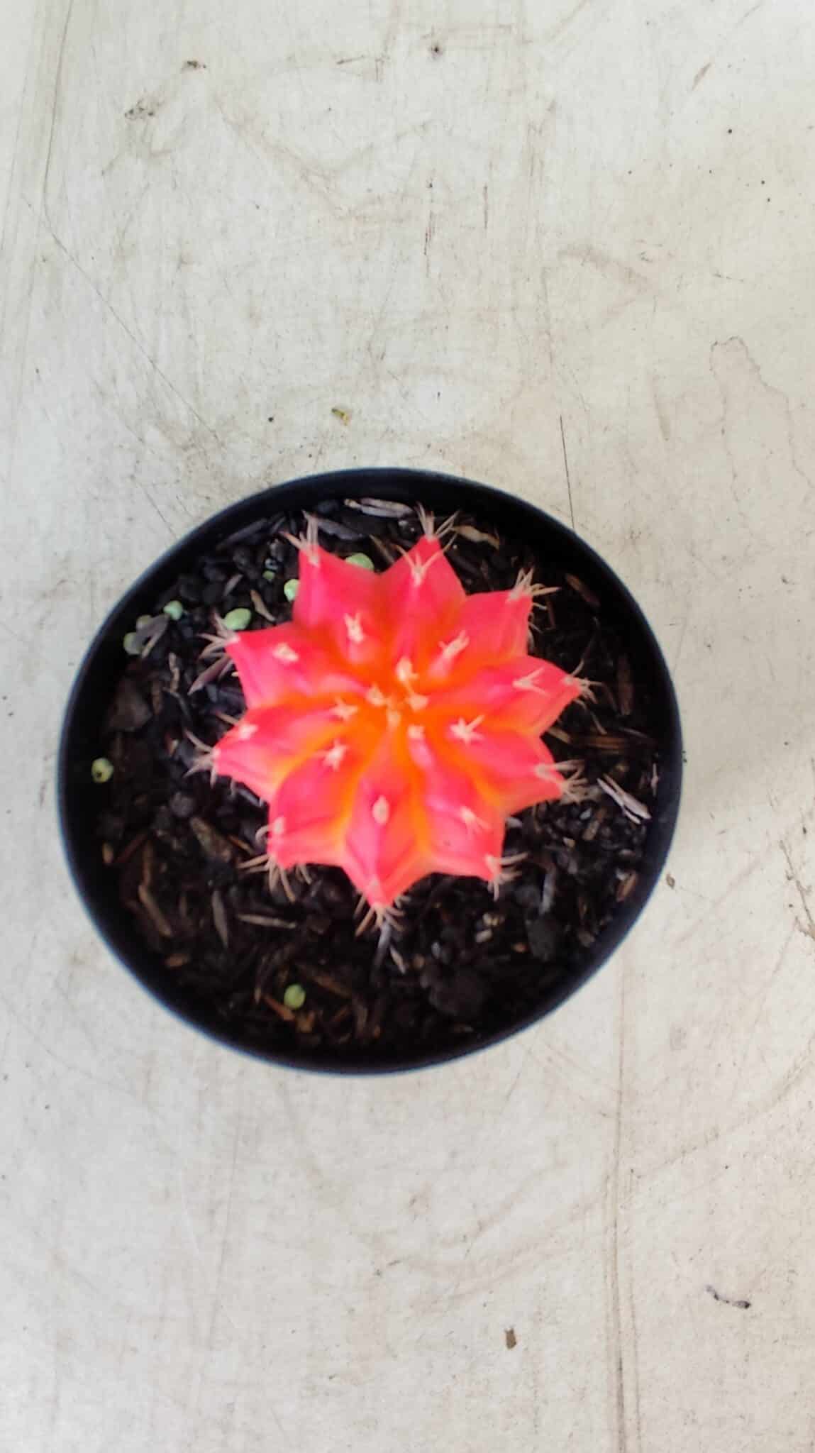 GYMNOCALYCIUM Mihanovichii Variegata Nº 486 – vaso 09