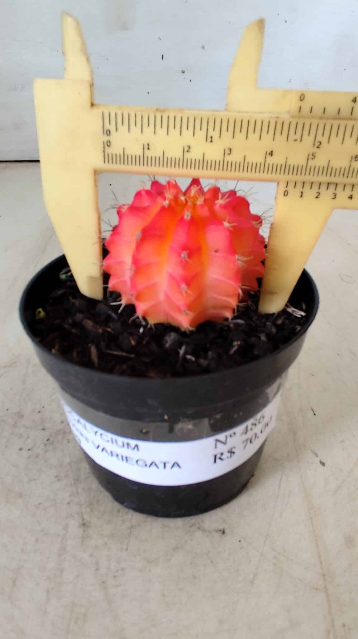 GYMNOCALYCIUM Mihanovichii Variegata Nº 486 – vaso 09