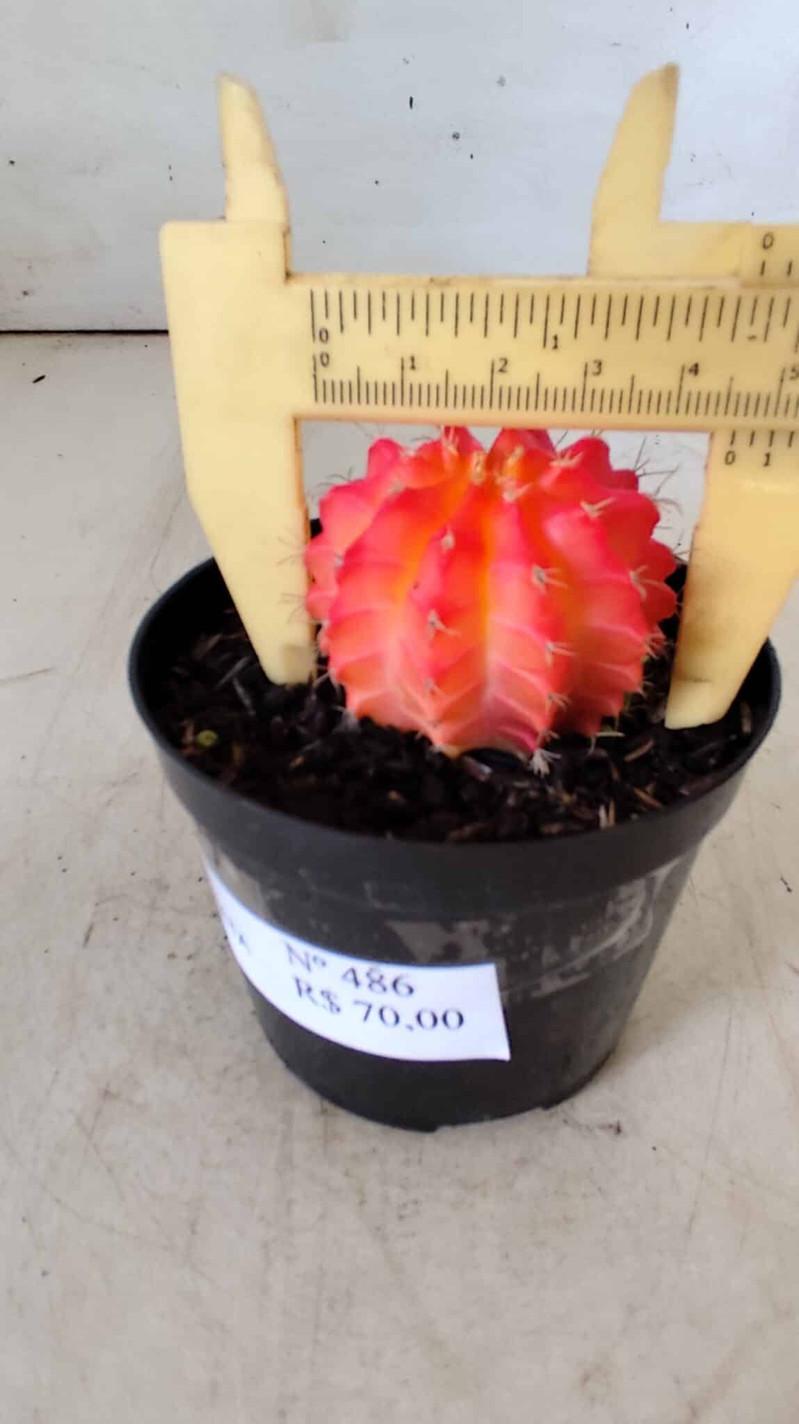 GYMNOCALYCIUM Mihanovichii Variegata Nº 486 – vaso 09