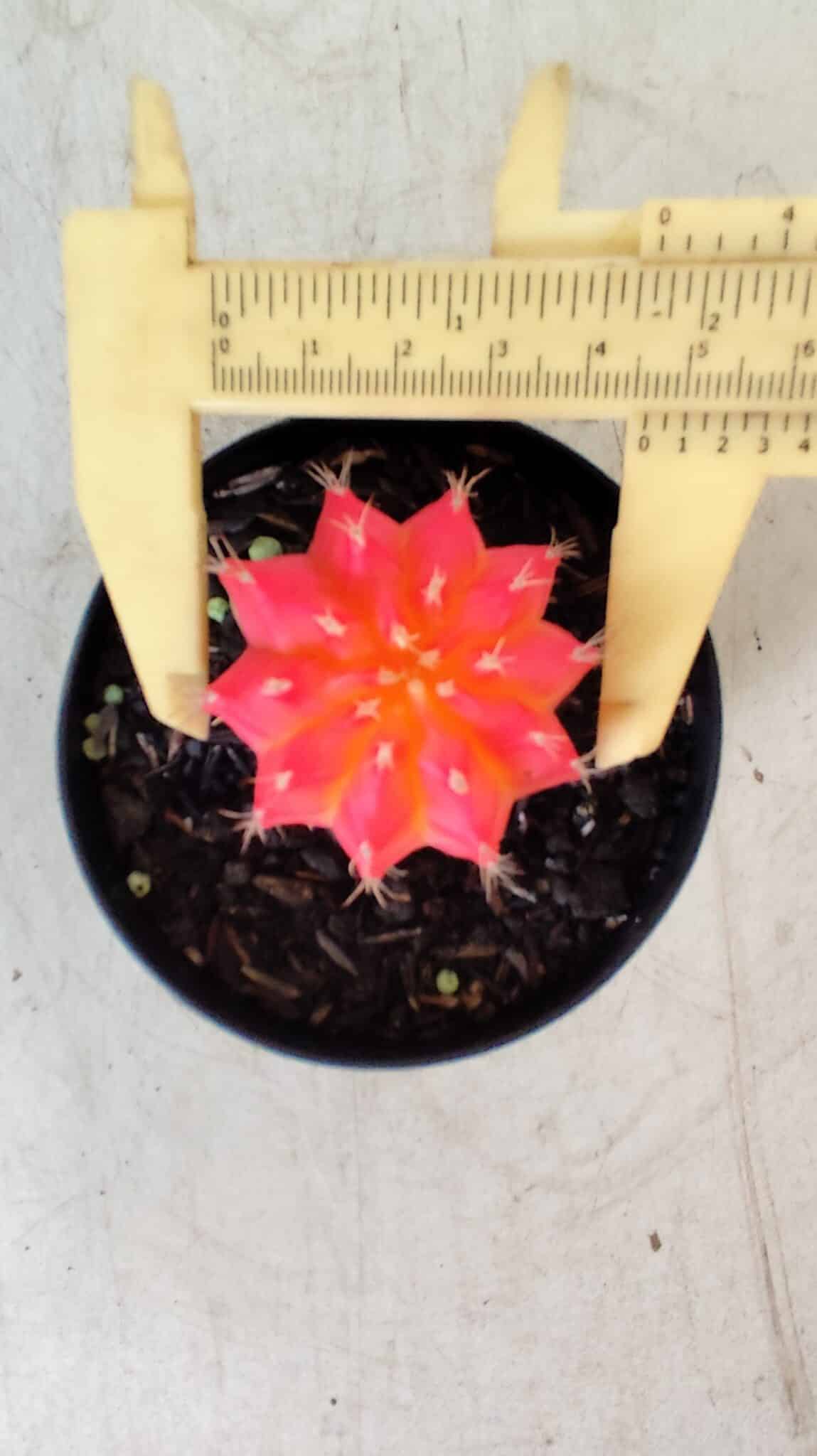 GYMNOCALYCIUM Mihanovichii Variegata Nº 486 – vaso 09