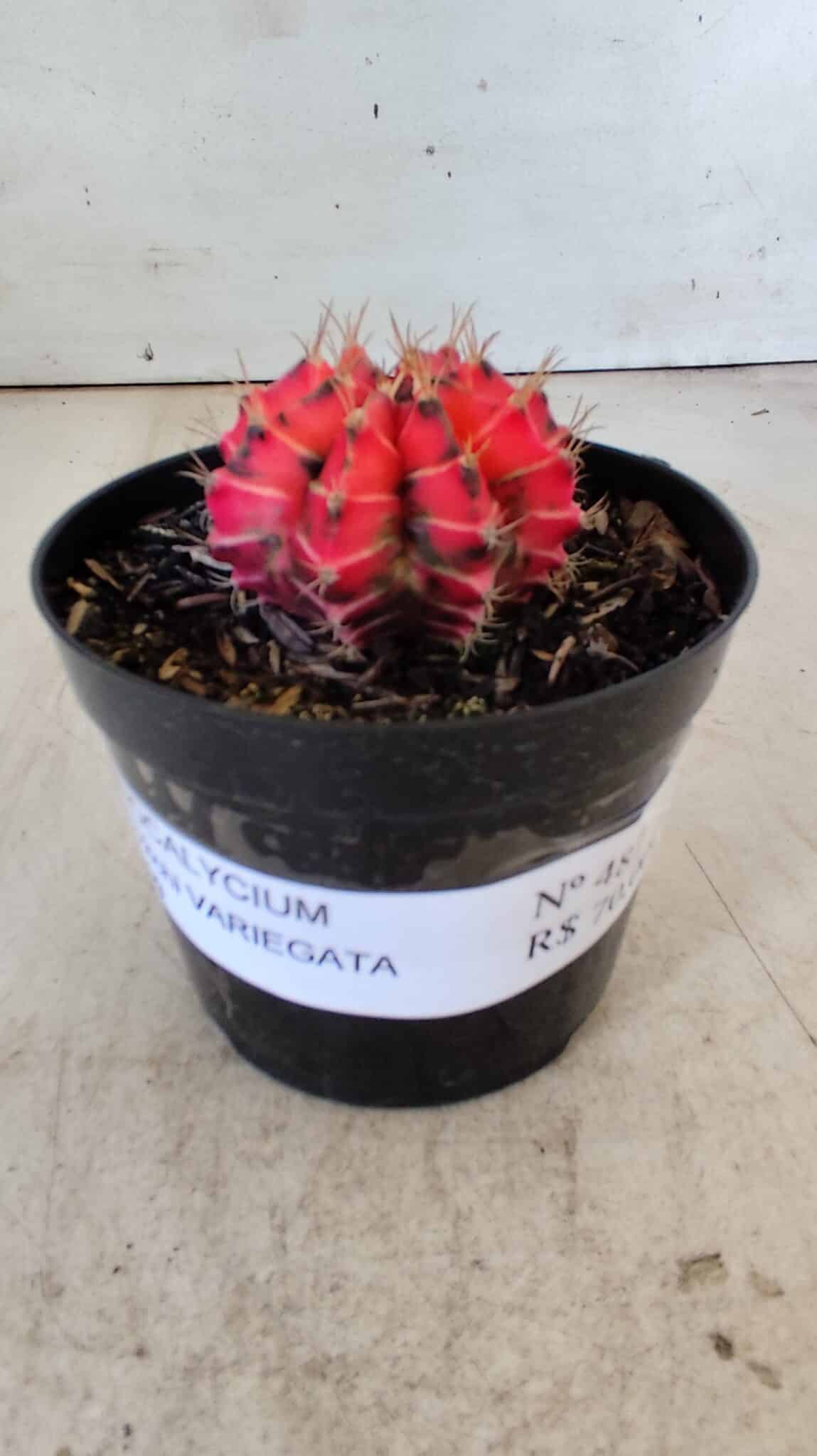 GYMNOCALYCIUM Mihanovichii Variegata Nº 487 – vaso 09