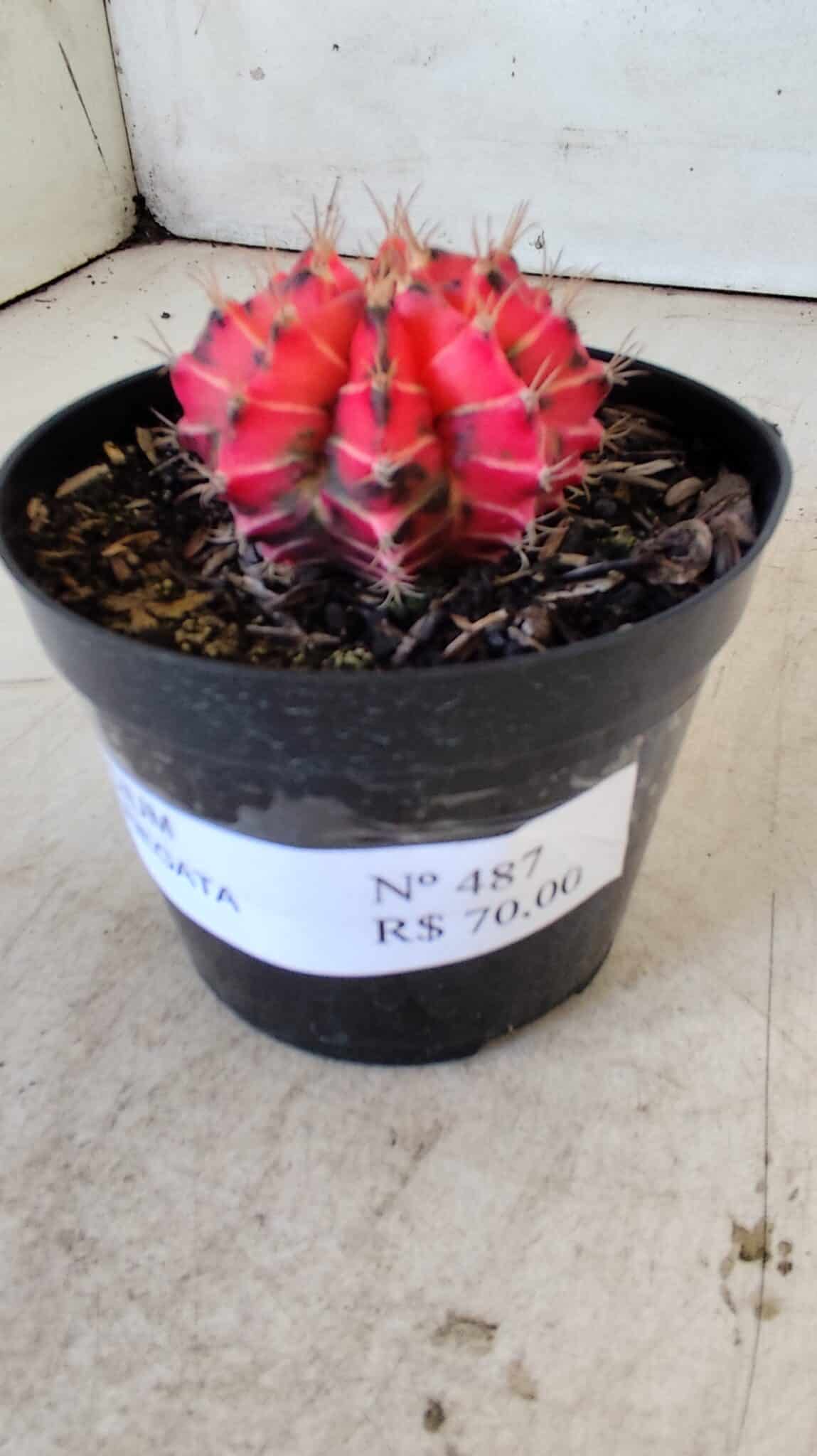 GYMNOCALYCIUM Mihanovichii Variegata Nº 487 – vaso 09