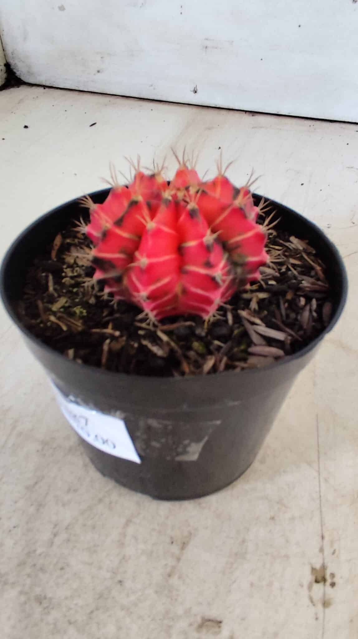 GYMNOCALYCIUM Mihanovichii Variegata Nº 487 – vaso 09