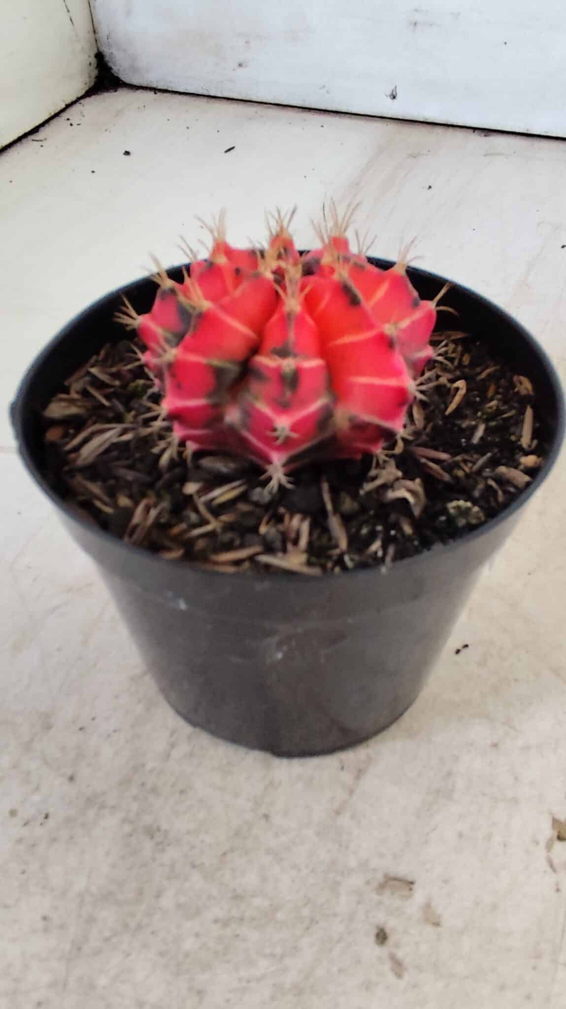 GYMNOCALYCIUM Mihanovichii Variegata Nº 487 – vaso 09