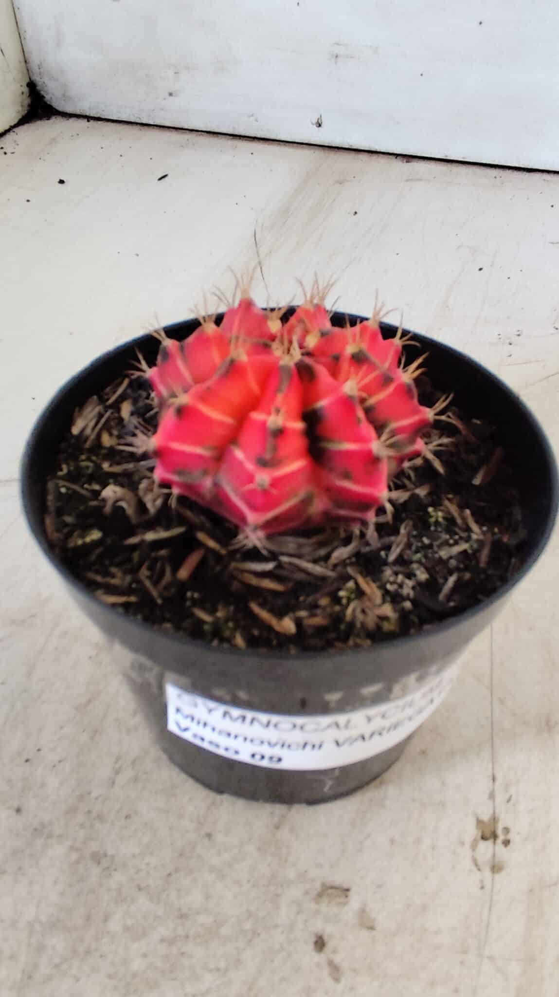 GYMNOCALYCIUM Mihanovichii Variegata Nº 487 – vaso 09