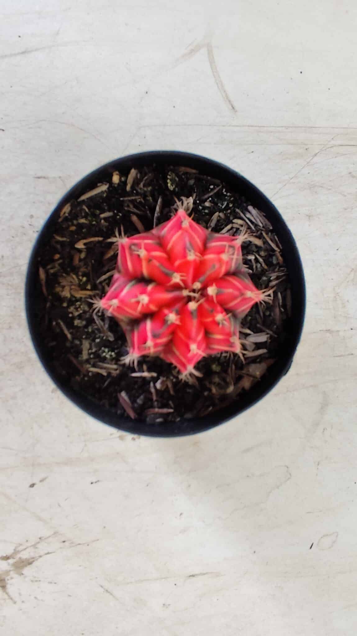 GYMNOCALYCIUM Mihanovichii Variegata Nº 487 – vaso 09