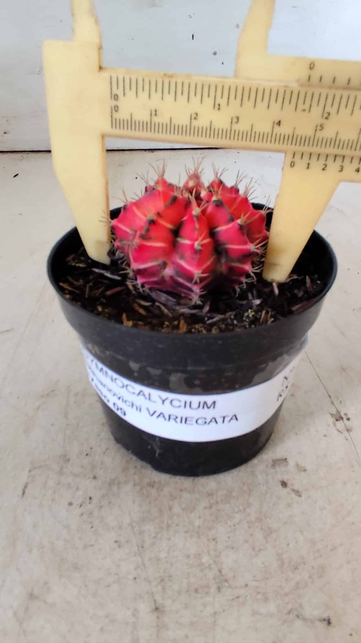 GYMNOCALYCIUM Mihanovichii Variegata Nº 487 – vaso 09