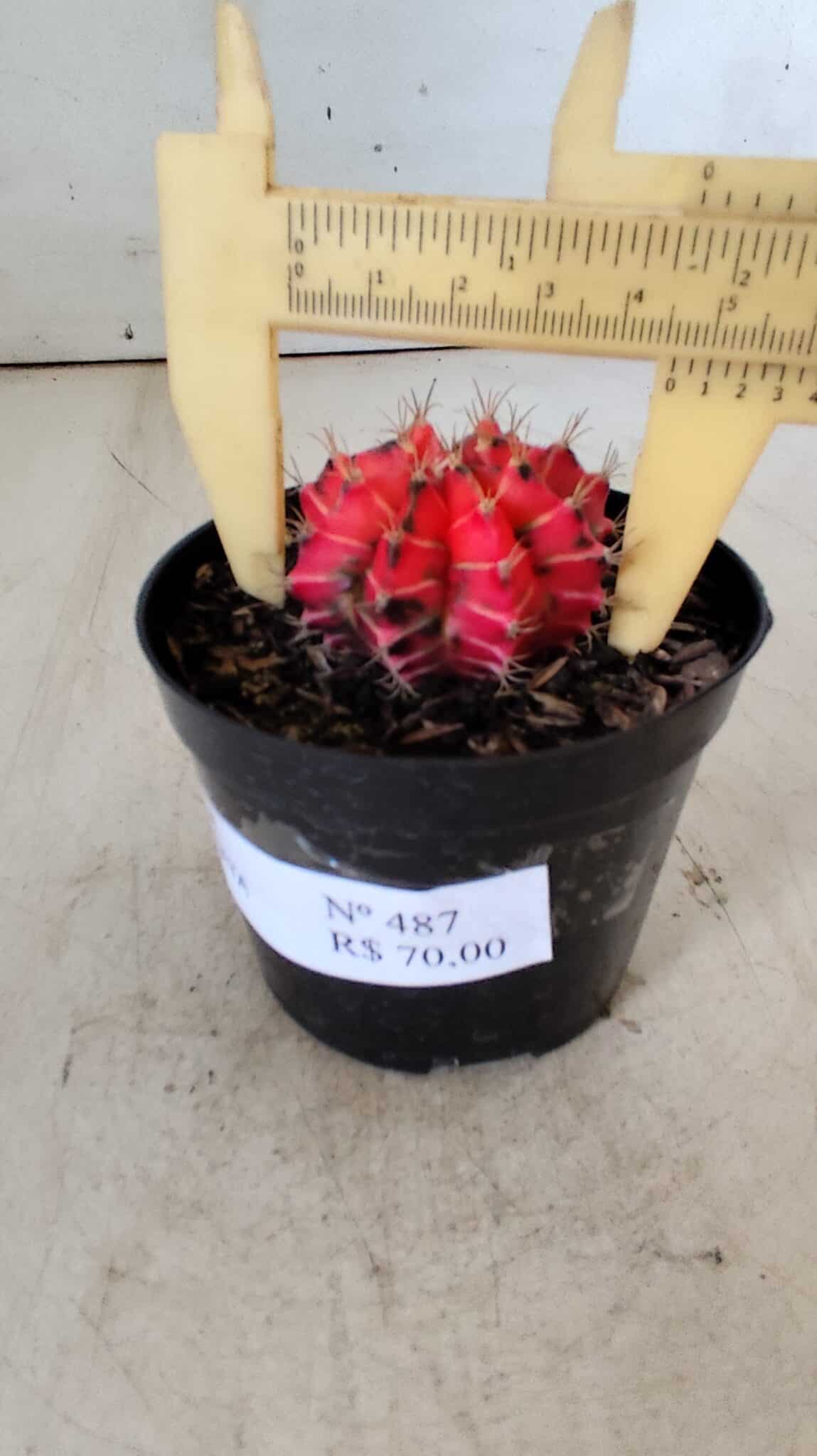 GYMNOCALYCIUM Mihanovichii Variegata Nº 487 – vaso 09