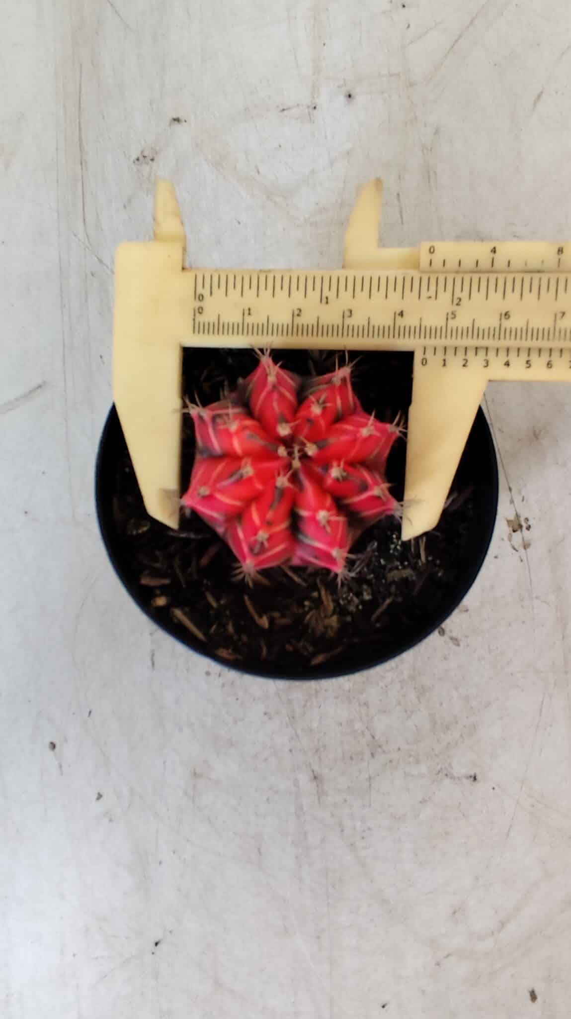 GYMNOCALYCIUM Mihanovichii Variegata Nº 487 – vaso 09