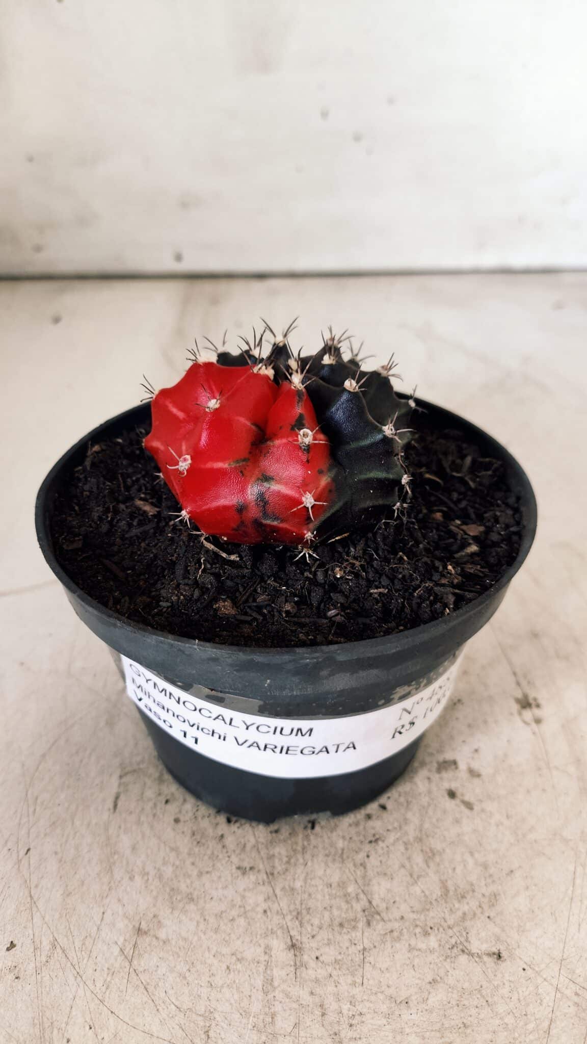 GYMNOCALYCIUM Mihanovichii Variegata Nº 488 – vaso 11