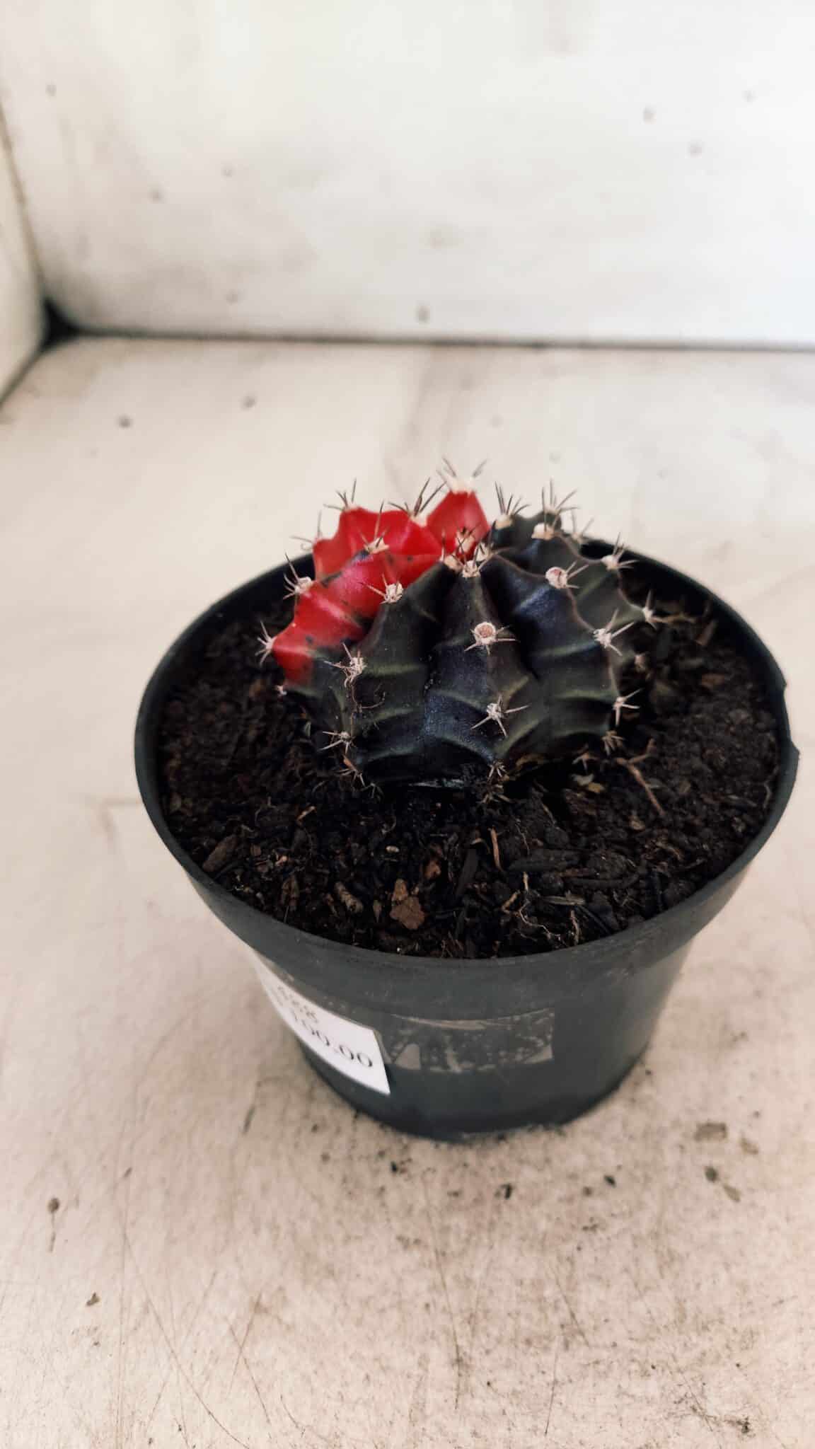 GYMNOCALYCIUM Mihanovichii Variegata Nº 488 – vaso 11
