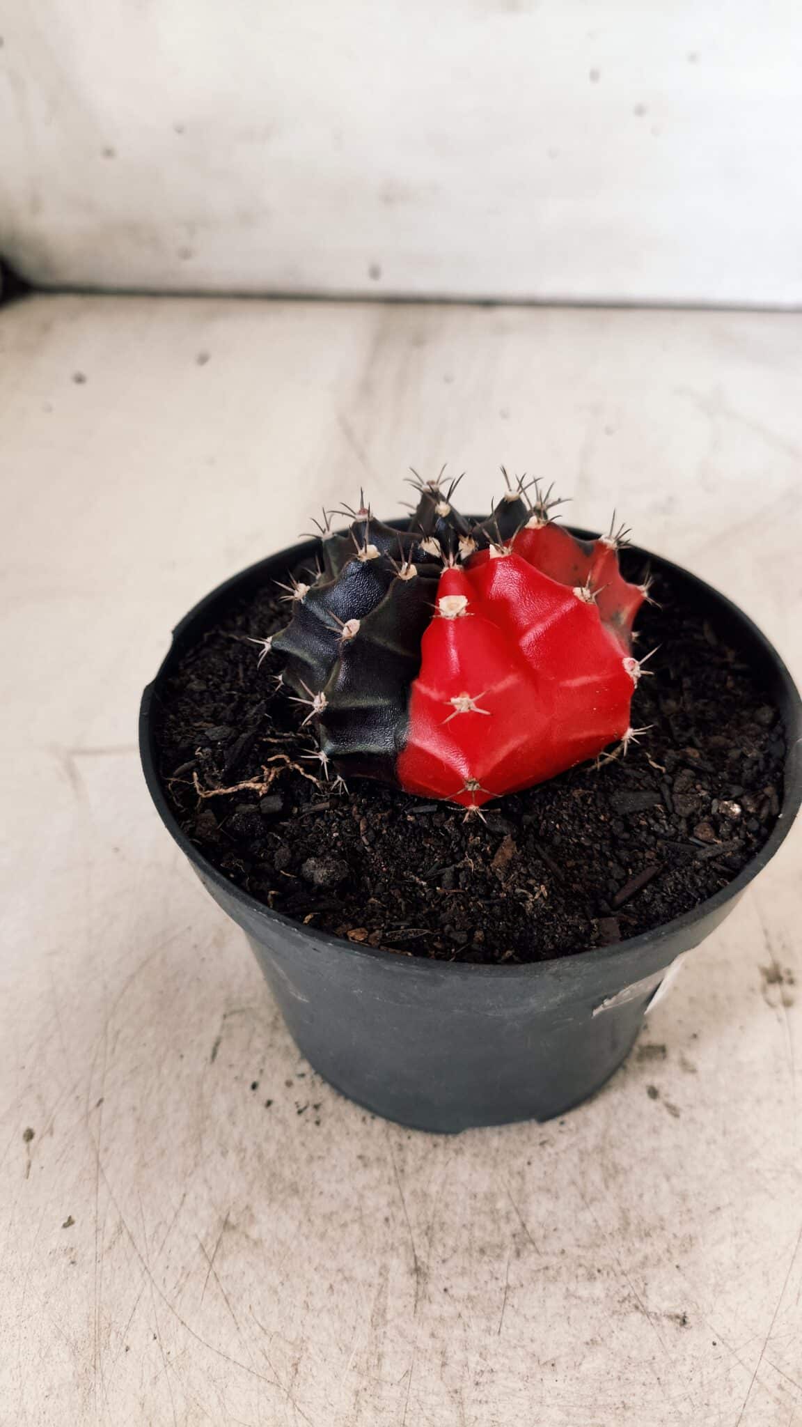 GYMNOCALYCIUM Mihanovichii Variegata Nº 488 – vaso 11