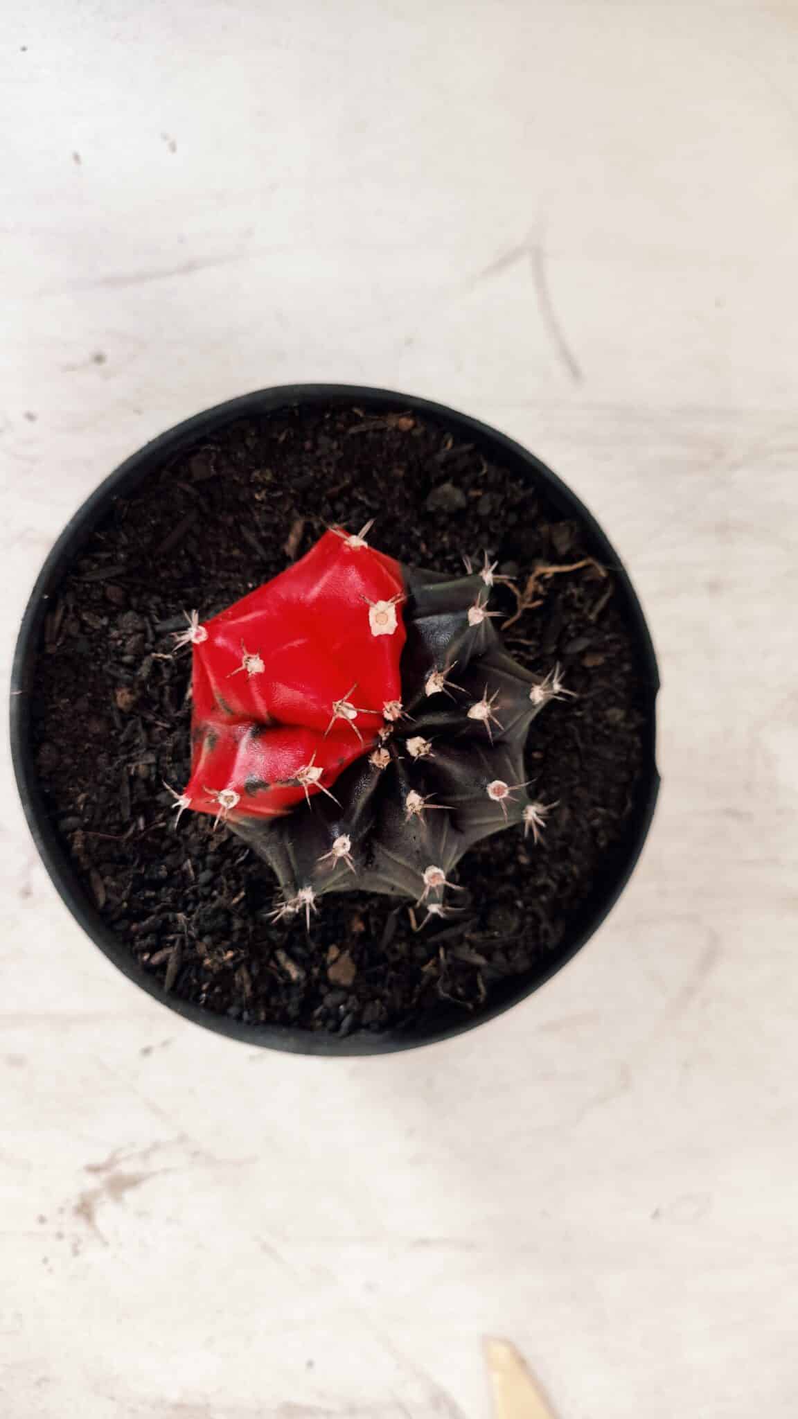GYMNOCALYCIUM Mihanovichii Variegata Nº 488 – vaso 11