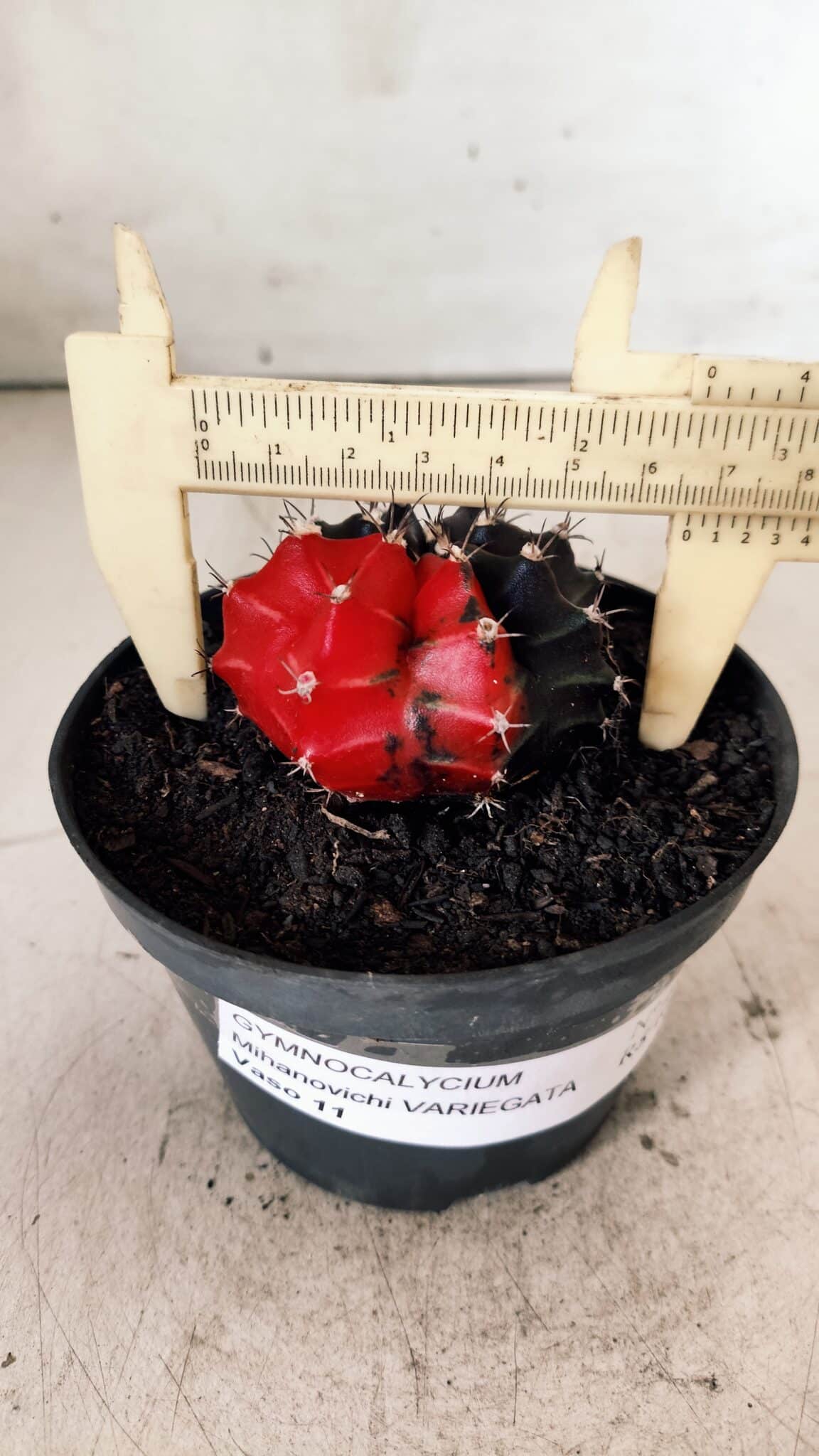 GYMNOCALYCIUM Mihanovichii Variegata Nº 488 – vaso 11