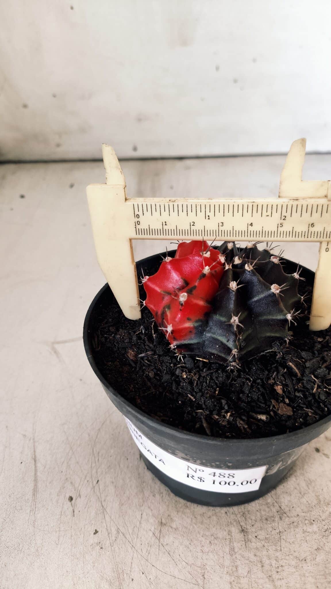 GYMNOCALYCIUM Mihanovichii Variegata Nº 488 – vaso 11