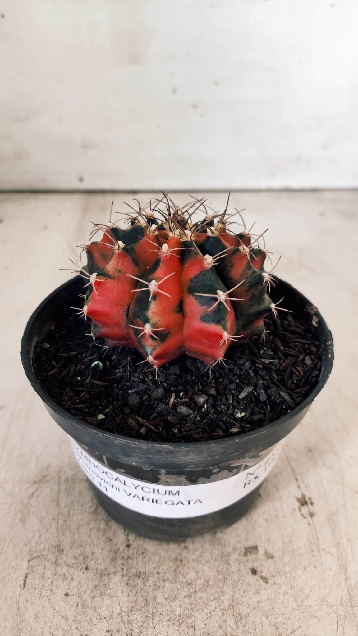 GYMNOCALYCIUM Mihanovichii Variegata Nº 489 – vaso 11