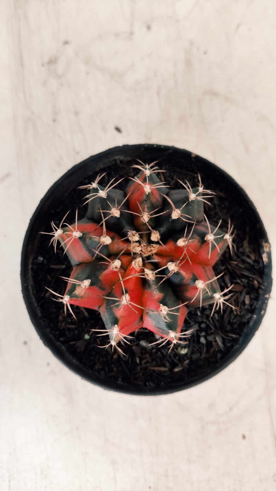 GYMNOCALYCIUM Mihanovichii Variegata Nº 489 – vaso 11