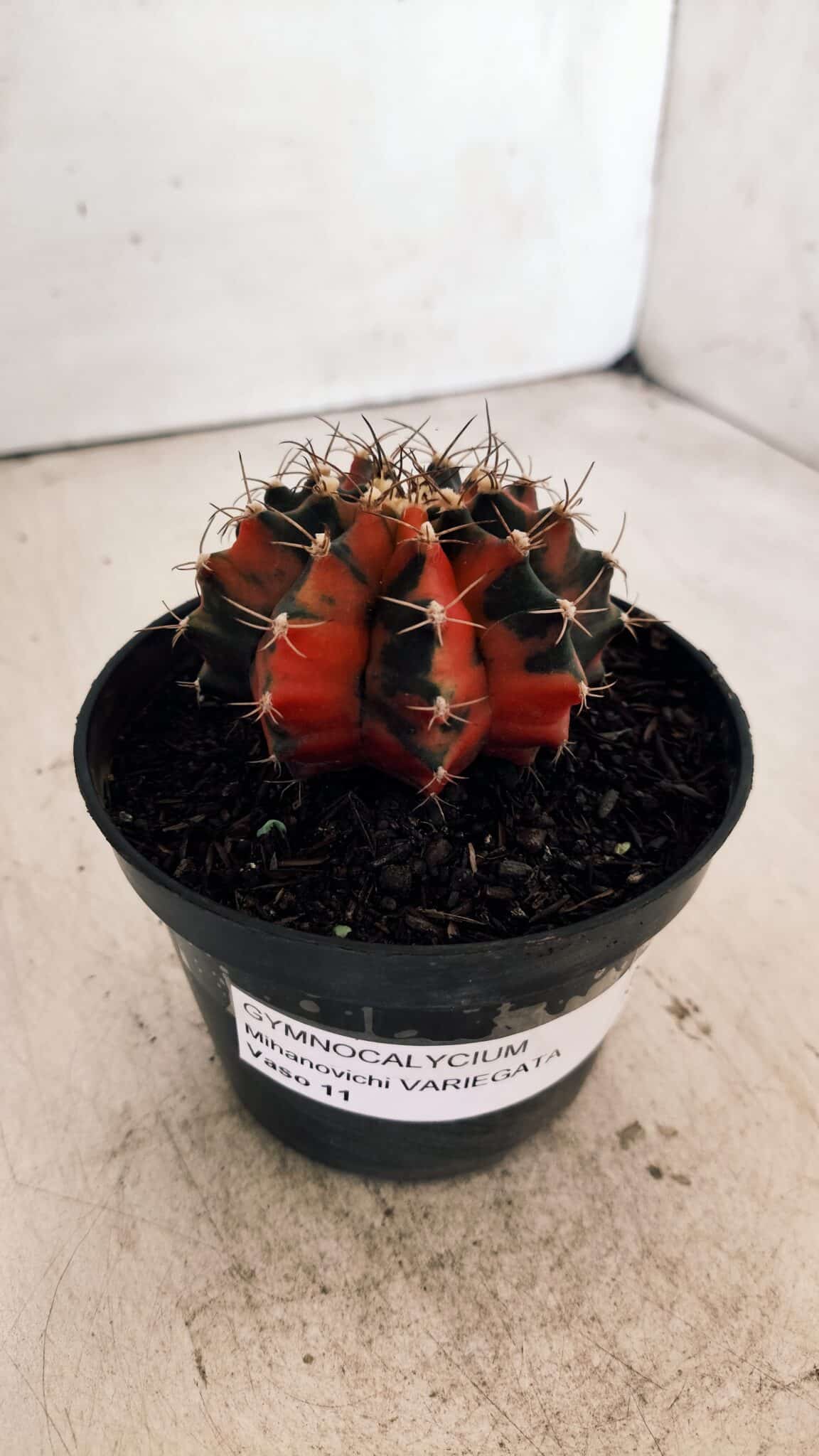GYMNOCALYCIUM Mihanovichii Variegata Nº 489 – vaso 11