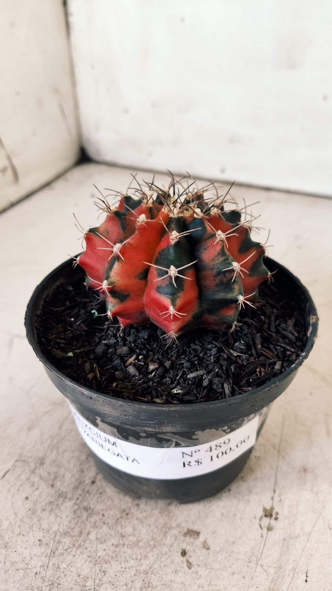 GYMNOCALYCIUM Mihanovichii Variegata Nº 489 – vaso 11
