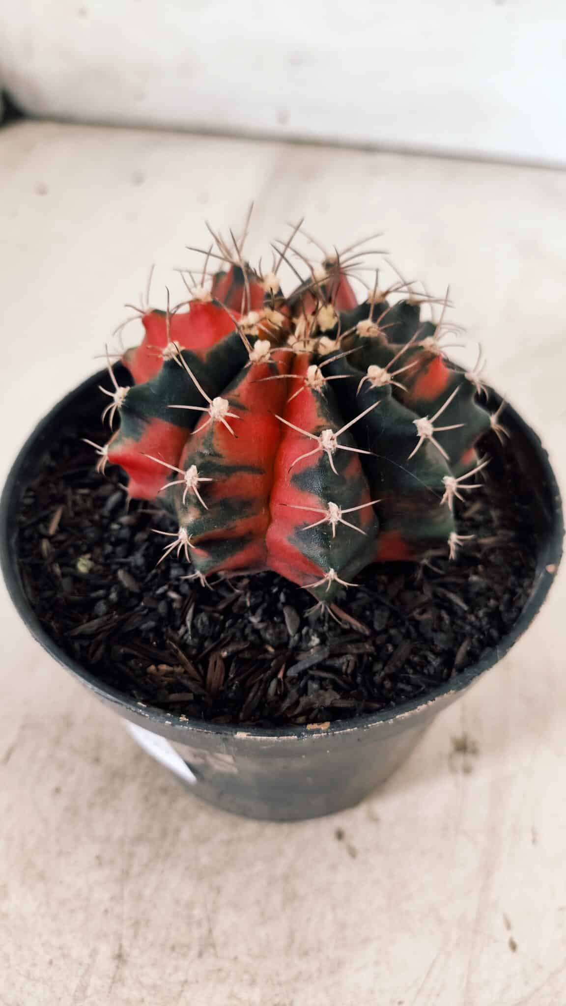 GYMNOCALYCIUM Mihanovichii Variegata Nº 489 – vaso 11