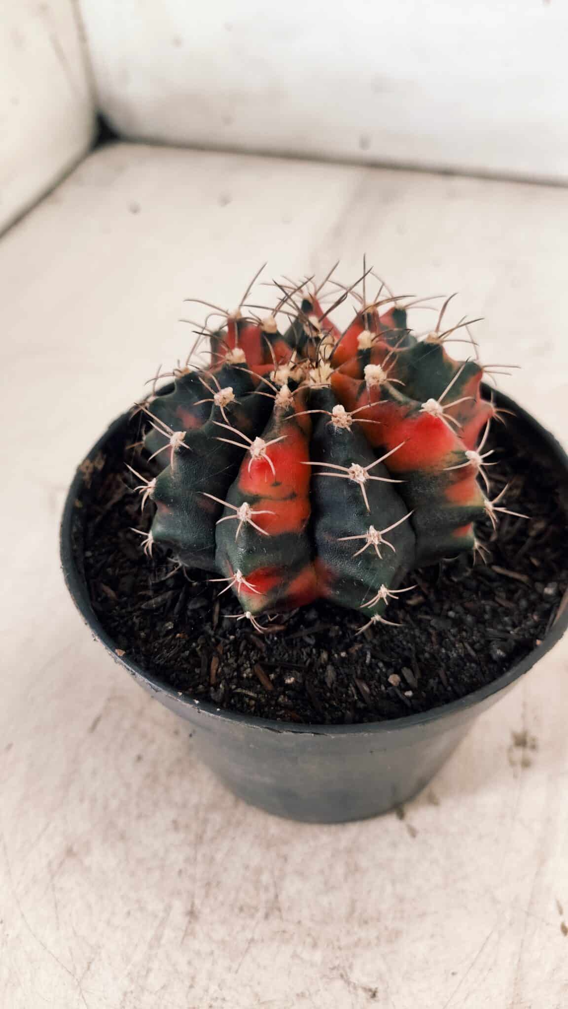 GYMNOCALYCIUM Mihanovichii Variegata Nº 489 – vaso 11