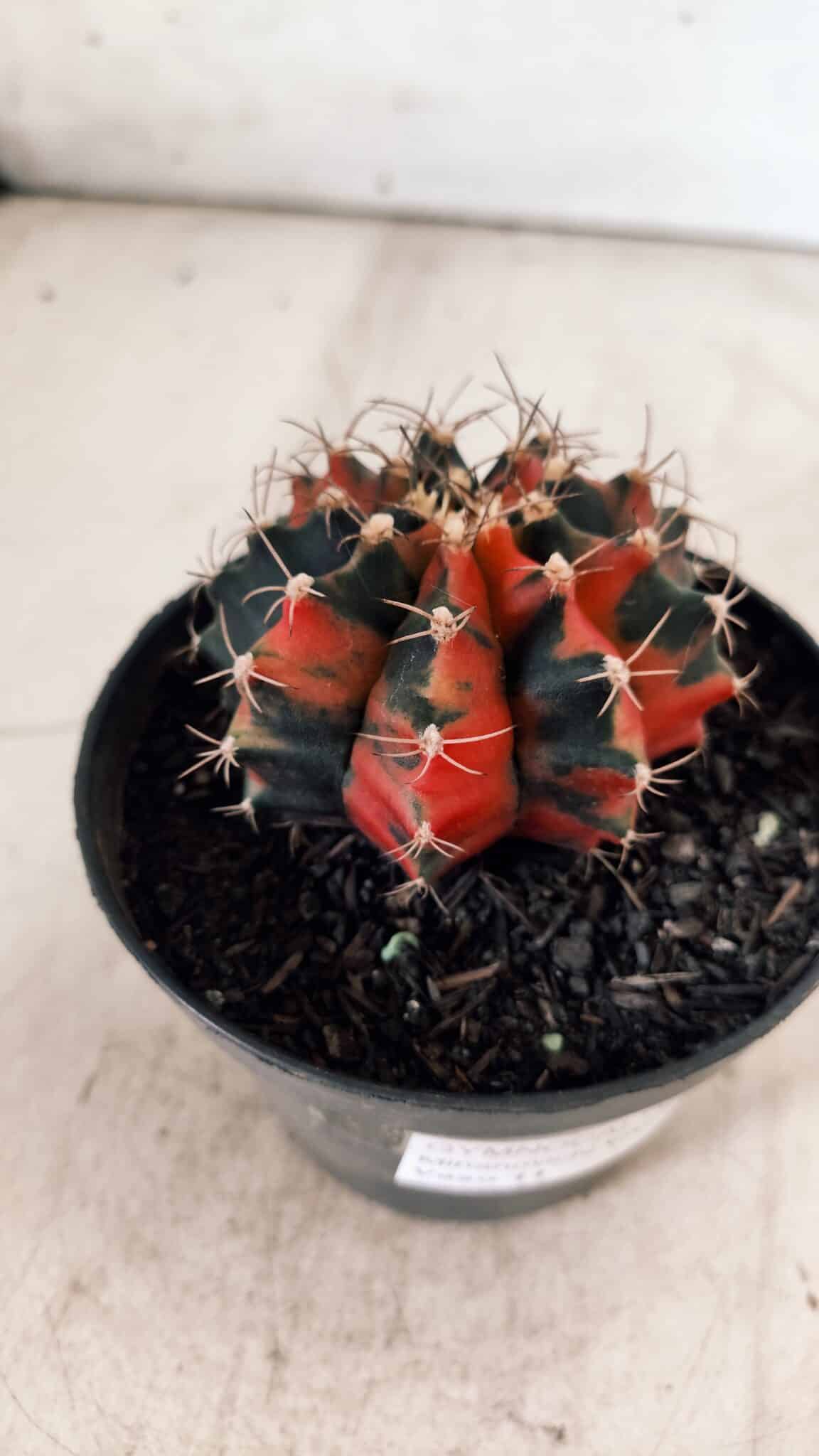 GYMNOCALYCIUM Mihanovichii Variegata Nº 489 – vaso 11