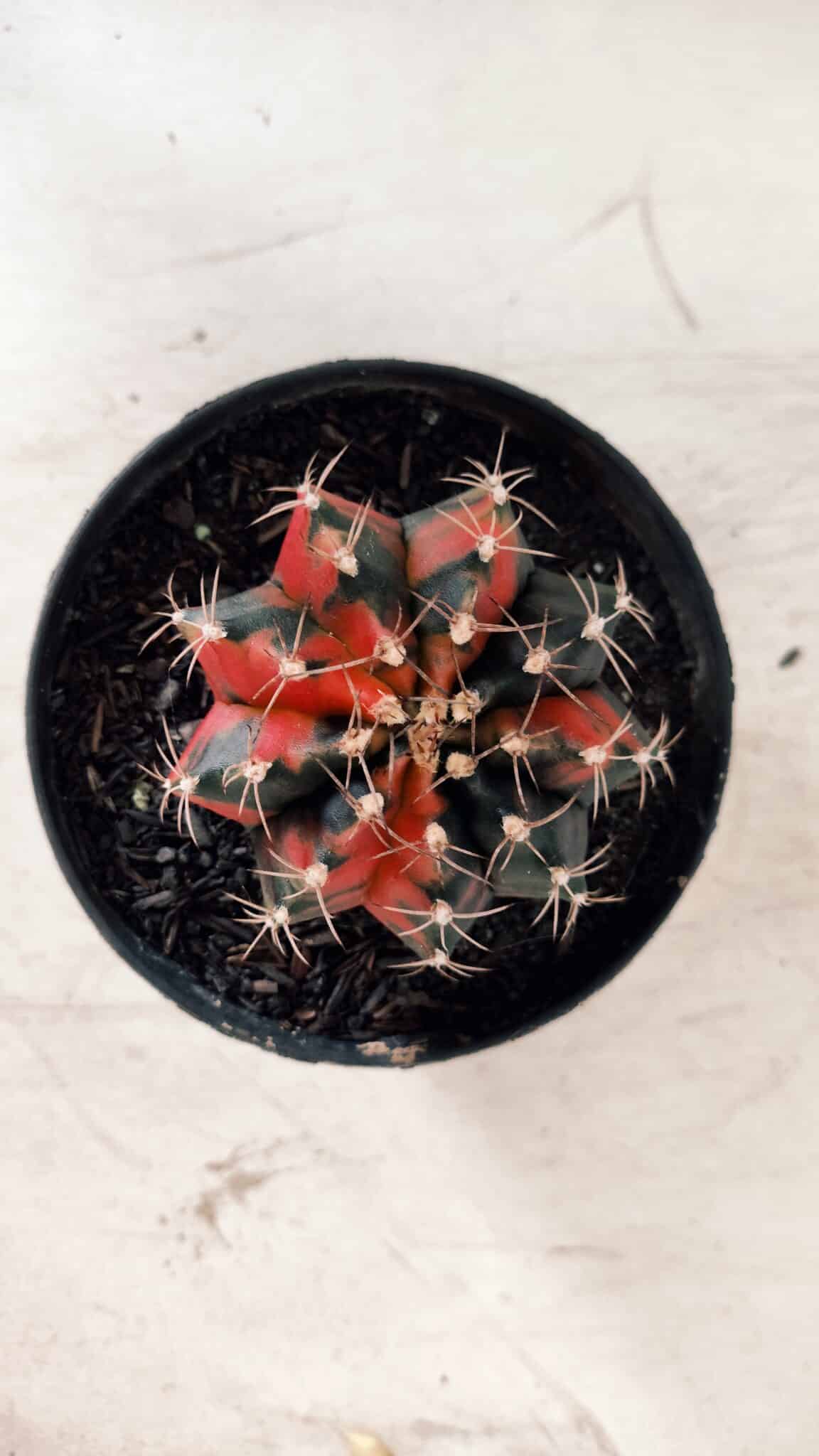 GYMNOCALYCIUM Mihanovichii Variegata Nº 489 – vaso 11