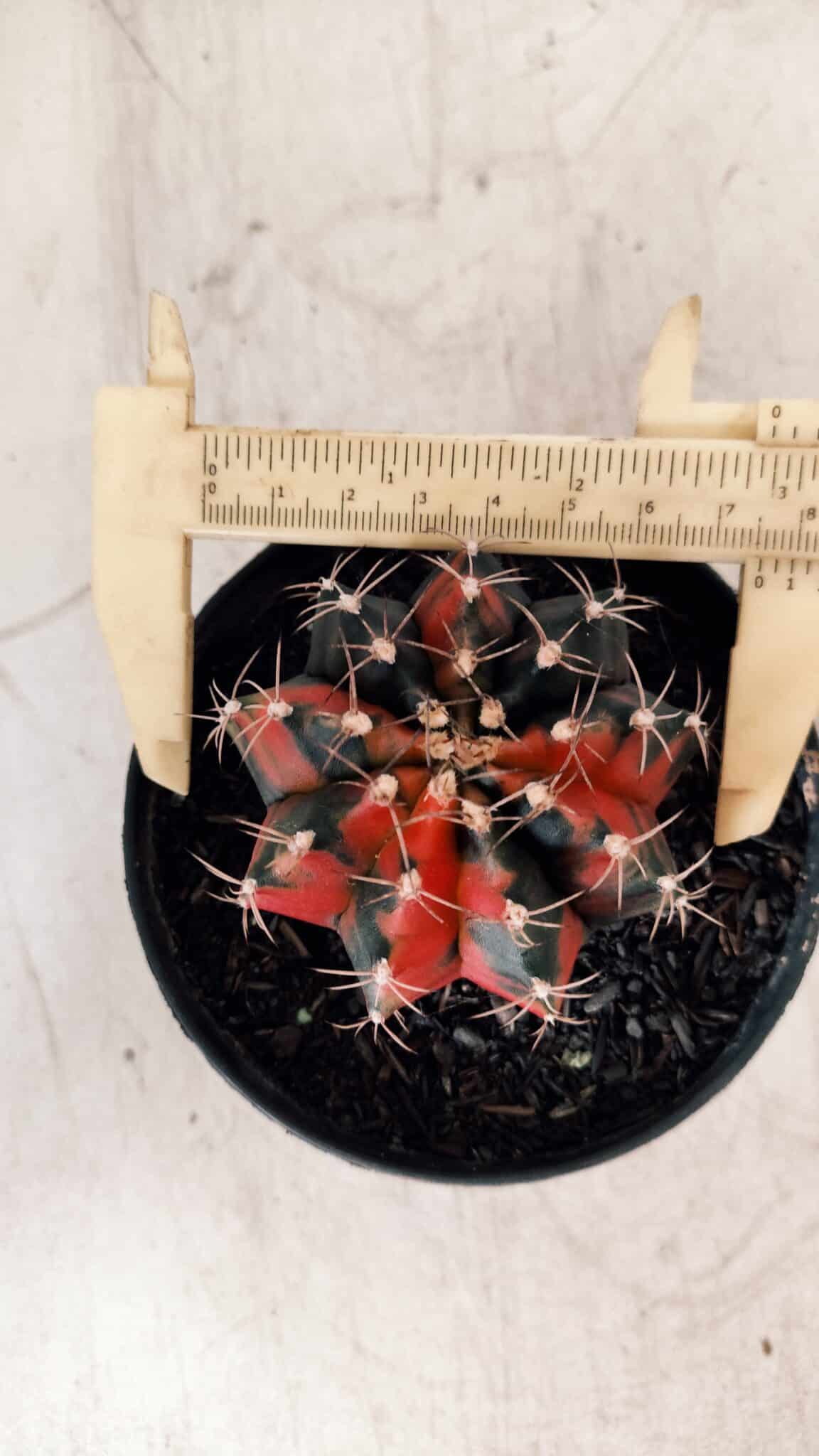 GYMNOCALYCIUM Mihanovichii Variegata Nº 489 – vaso 11