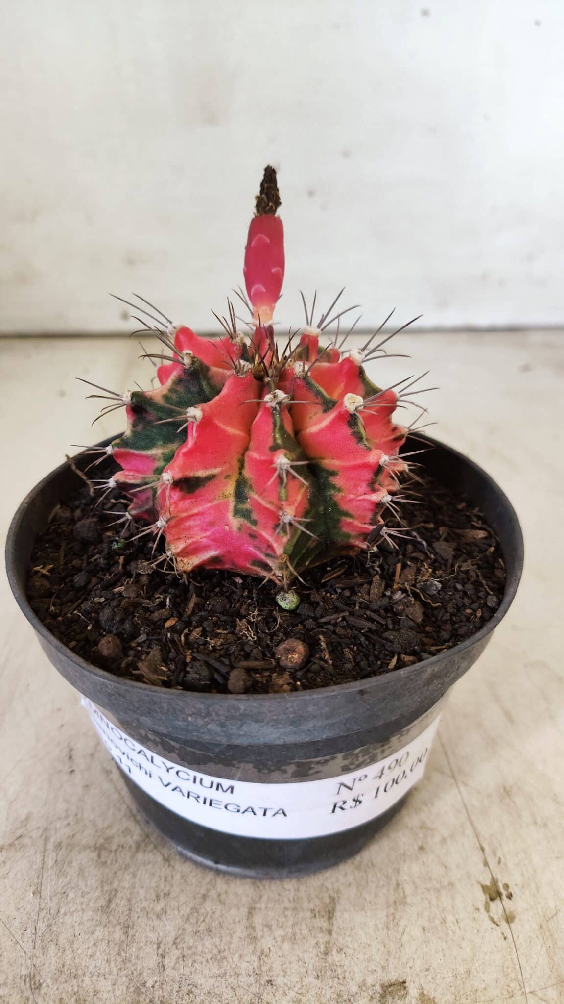 GYMNOCALYCIUM Mihanovichii Variegata Nº 490 – vaso 11