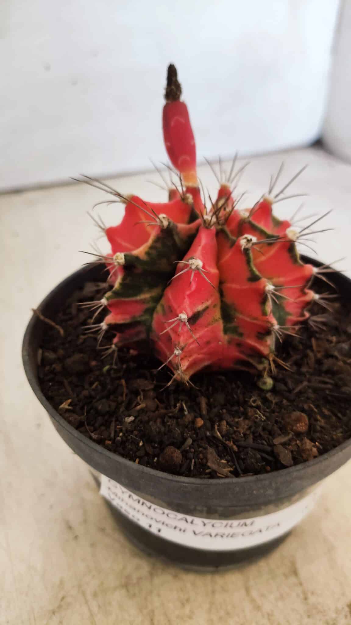 GYMNOCALYCIUM Mihanovichii Variegata Nº 490 – vaso 11