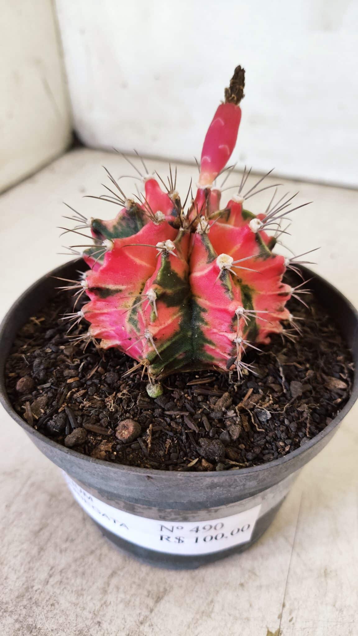 GYMNOCALYCIUM Mihanovichii Variegata Nº 490 – vaso 11