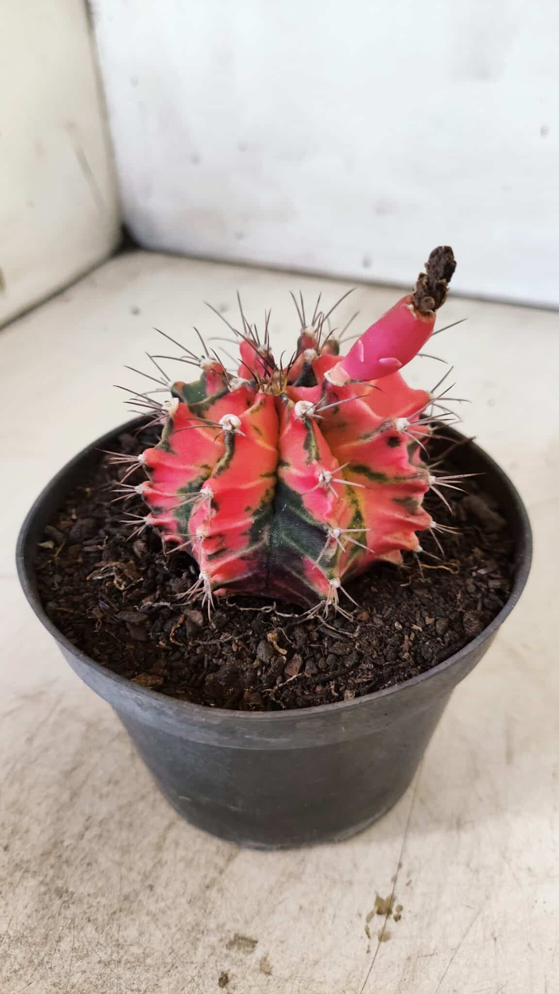 GYMNOCALYCIUM Mihanovichii Variegata Nº 490 – vaso 11