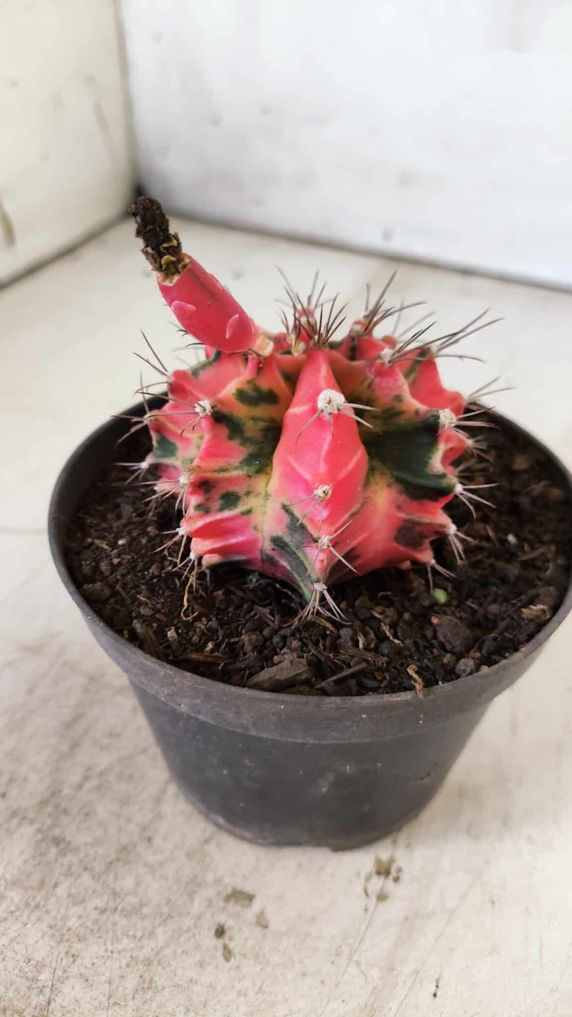 GYMNOCALYCIUM Mihanovichii Variegata Nº 490 – vaso 11