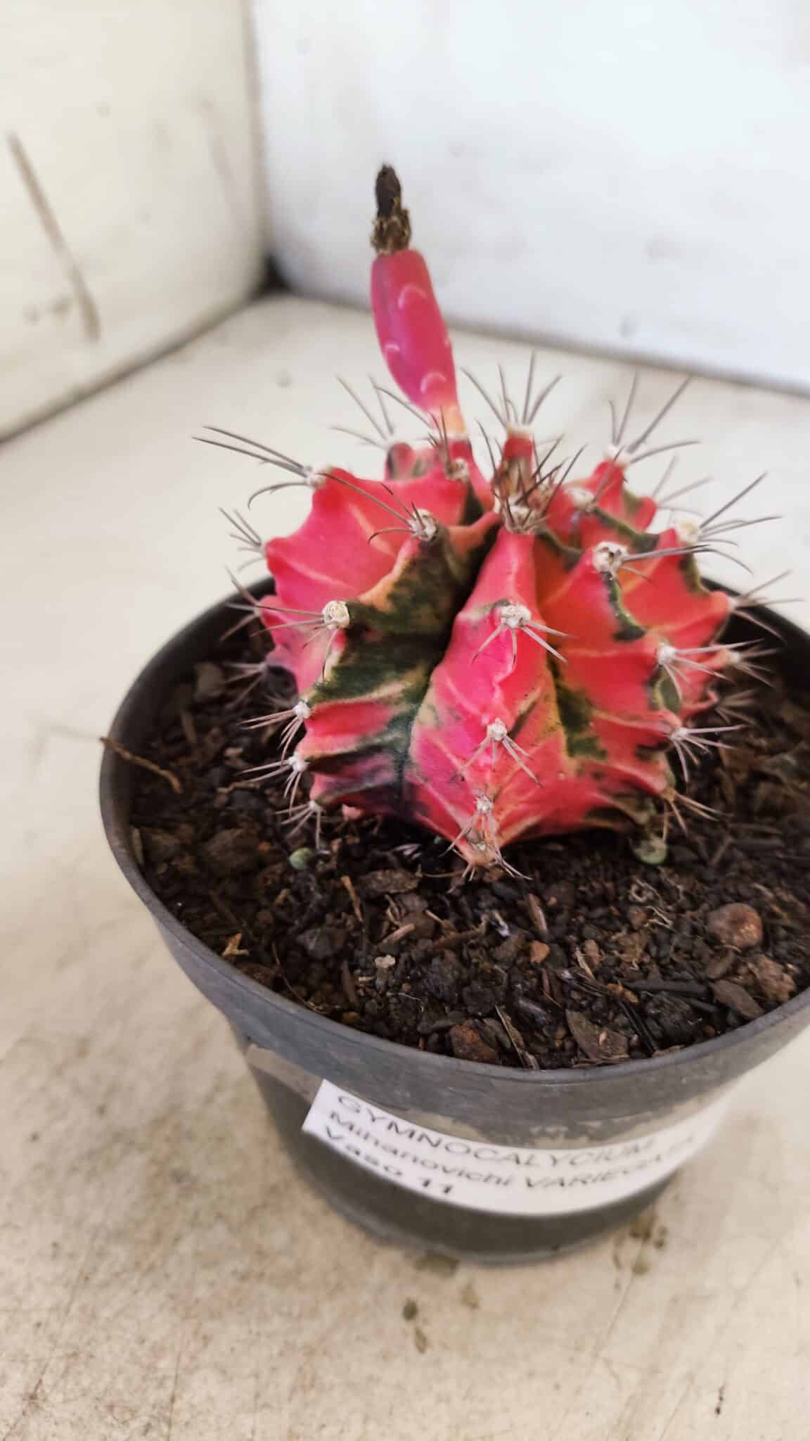 GYMNOCALYCIUM Mihanovichii Variegata Nº 490 – vaso 11