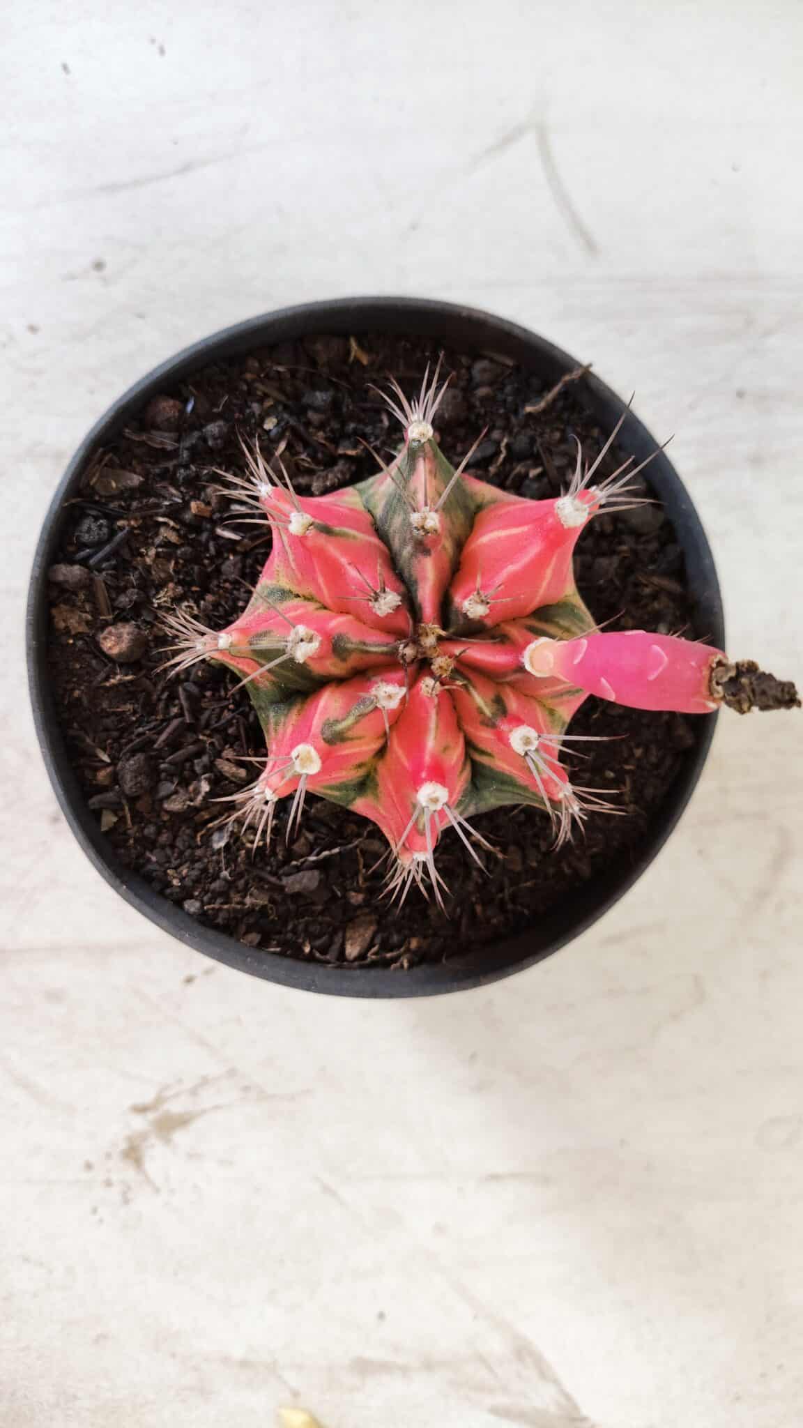GYMNOCALYCIUM Mihanovichii Variegata Nº 490 – vaso 11