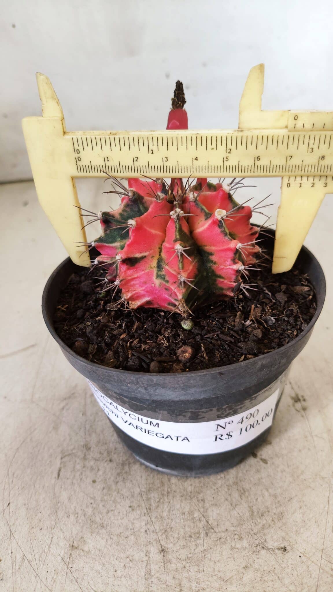 GYMNOCALYCIUM Mihanovichii Variegata Nº 490 – vaso 11