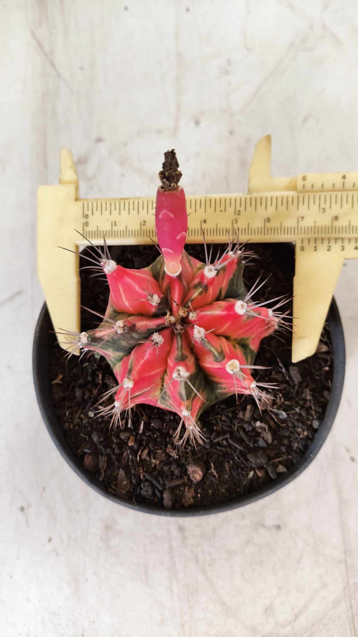 GYMNOCALYCIUM Mihanovichii Variegata Nº 490 – vaso 11