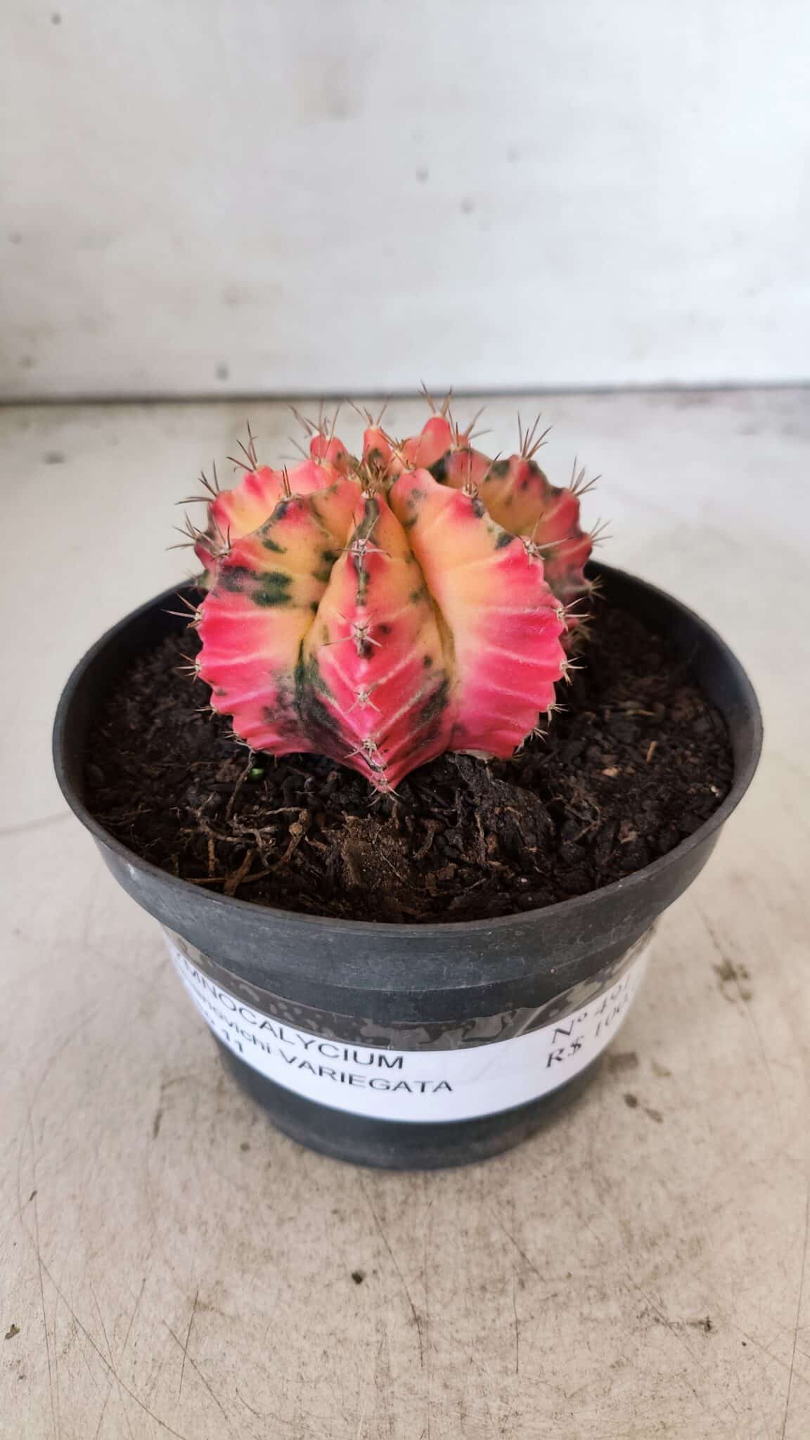 GYMNOCALYCIUM Mihanovichii Variegata Nº 491 – vaso 11