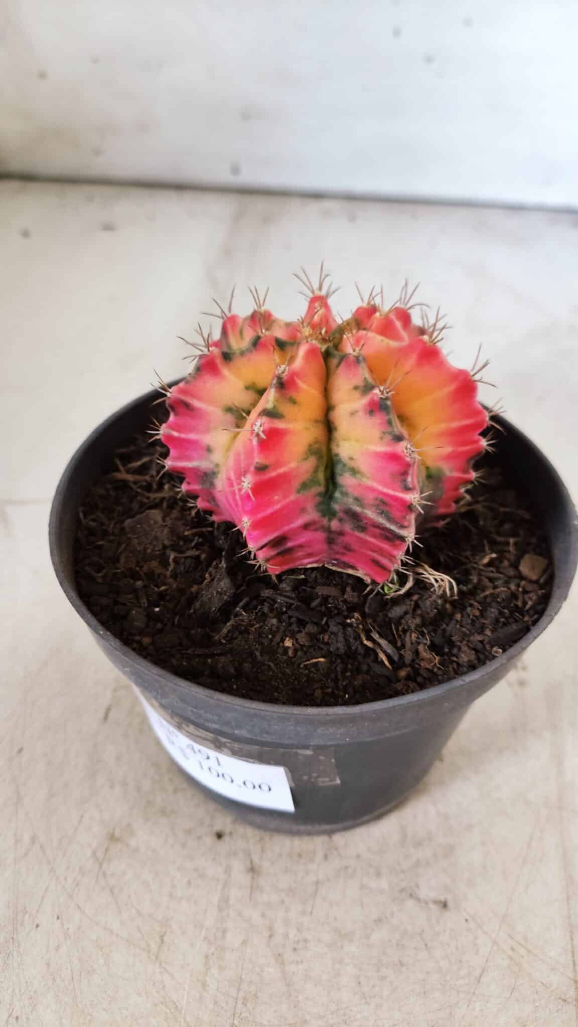 GYMNOCALYCIUM Mihanovichii Variegata Nº 491 – vaso 11