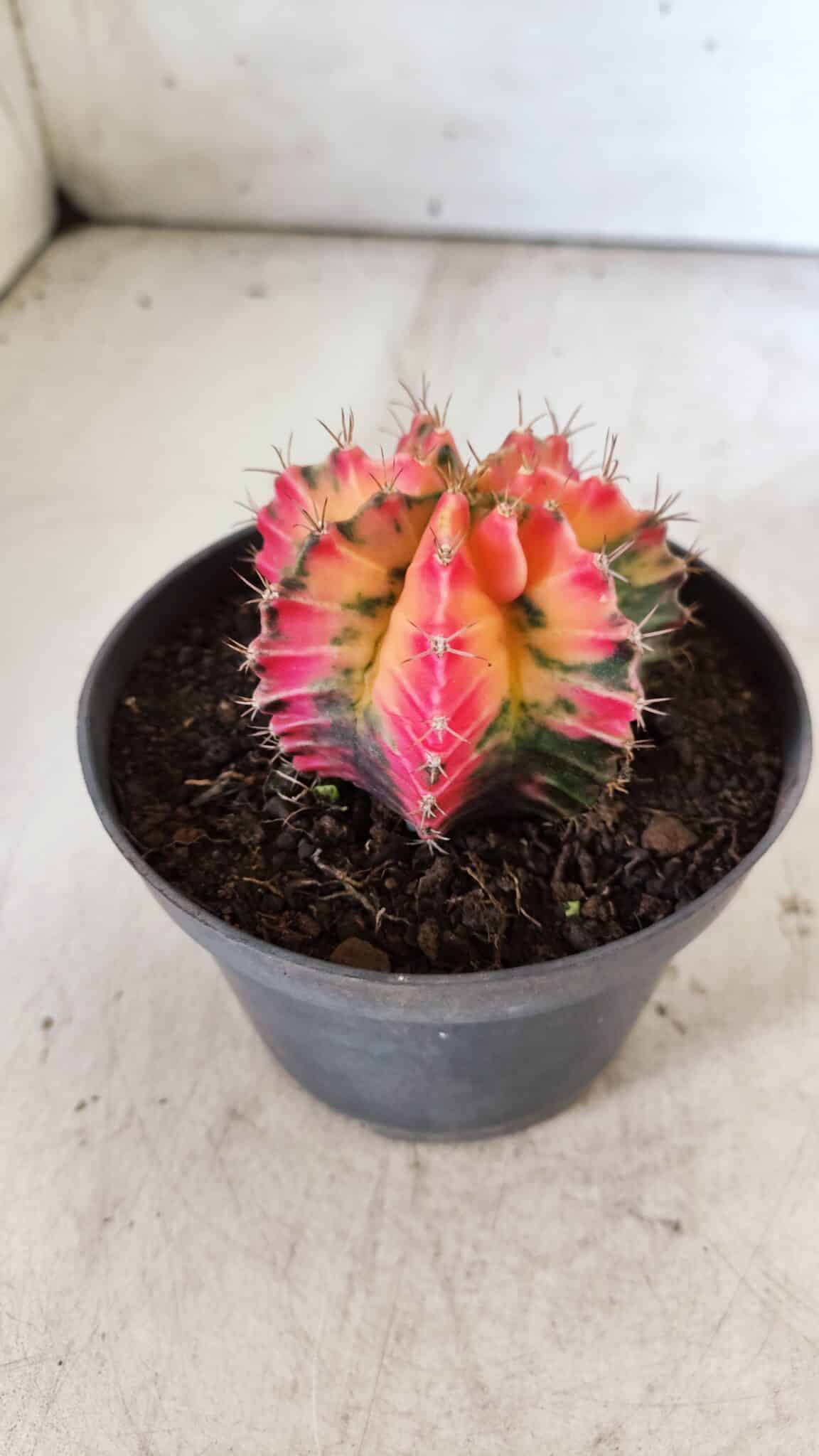 GYMNOCALYCIUM Mihanovichii Variegata Nº 491 – vaso 11