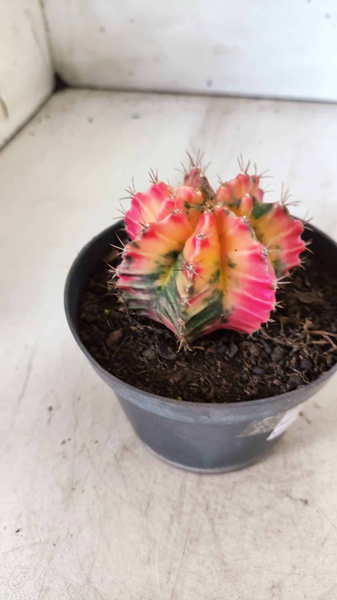 GYMNOCALYCIUM Mihanovichii Variegata Nº 491 – vaso 11